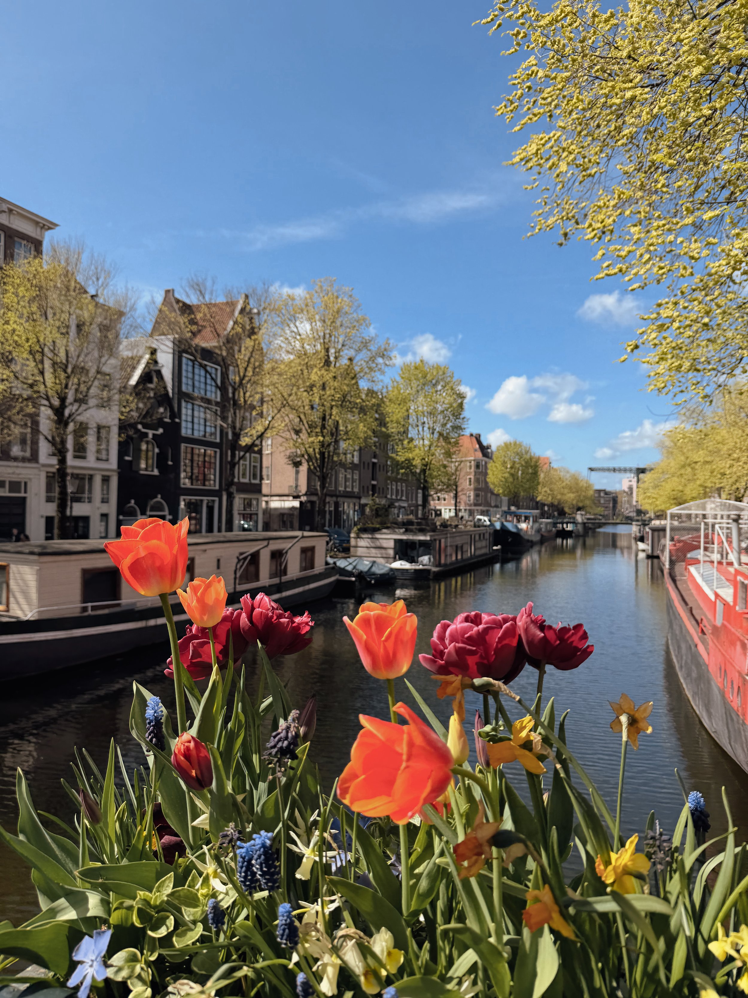 Spring flowers overlooking one of Amsterdam's iconic canals