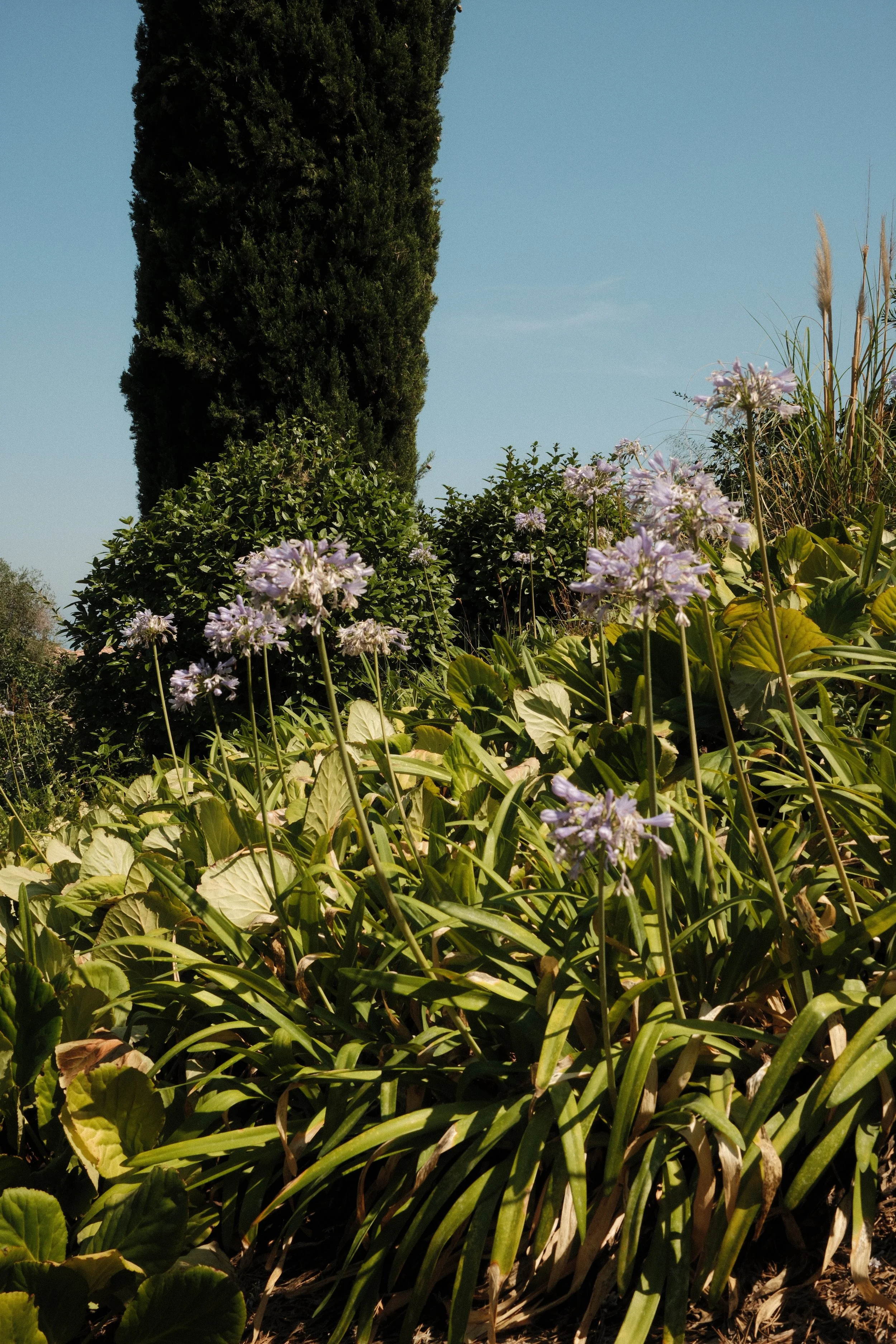Blooming flowers bringing seasonal color to the peaceful estate gardens