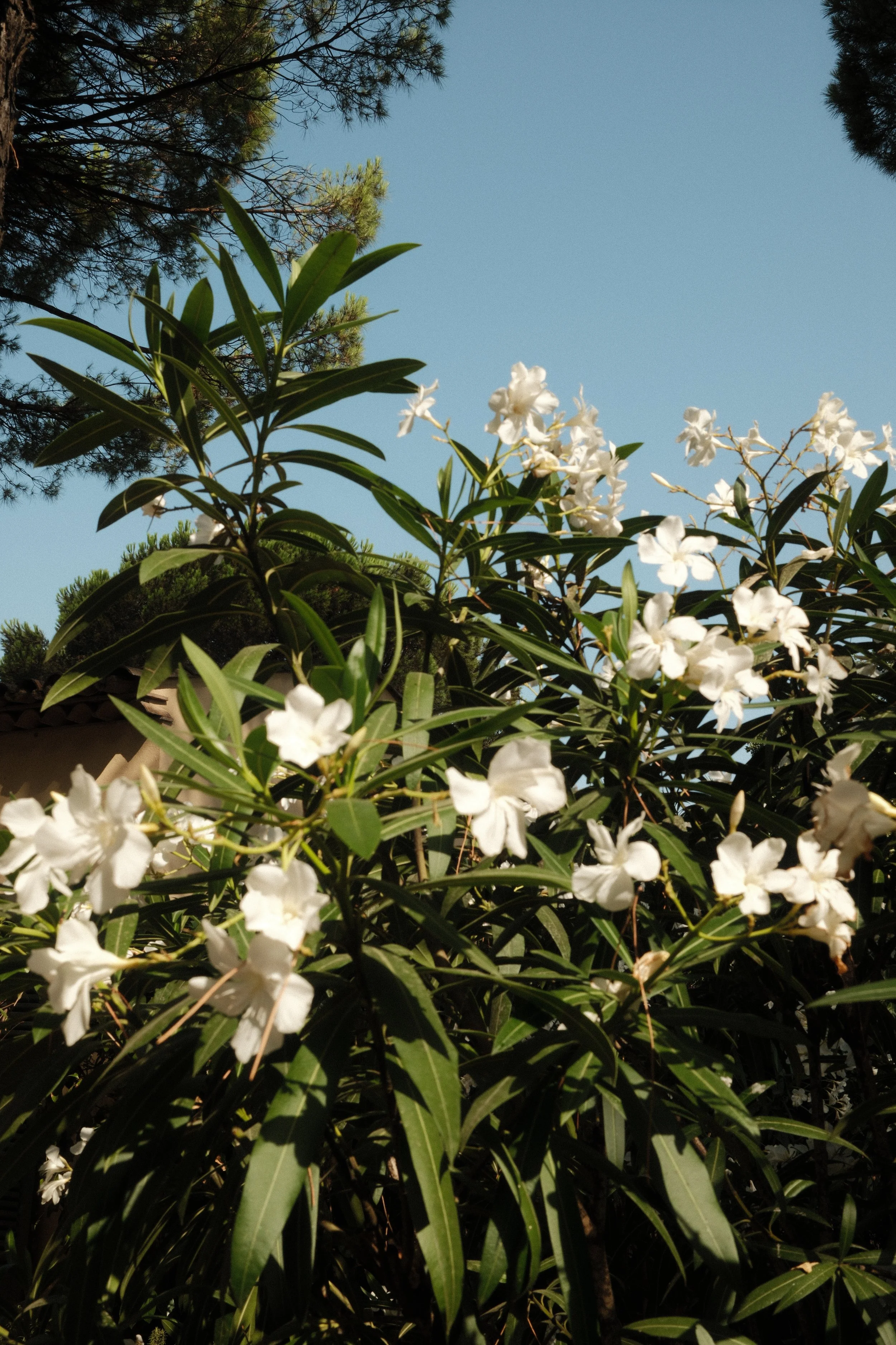 Blooming Mediterranean flowers adding colour to the peaceful grounds