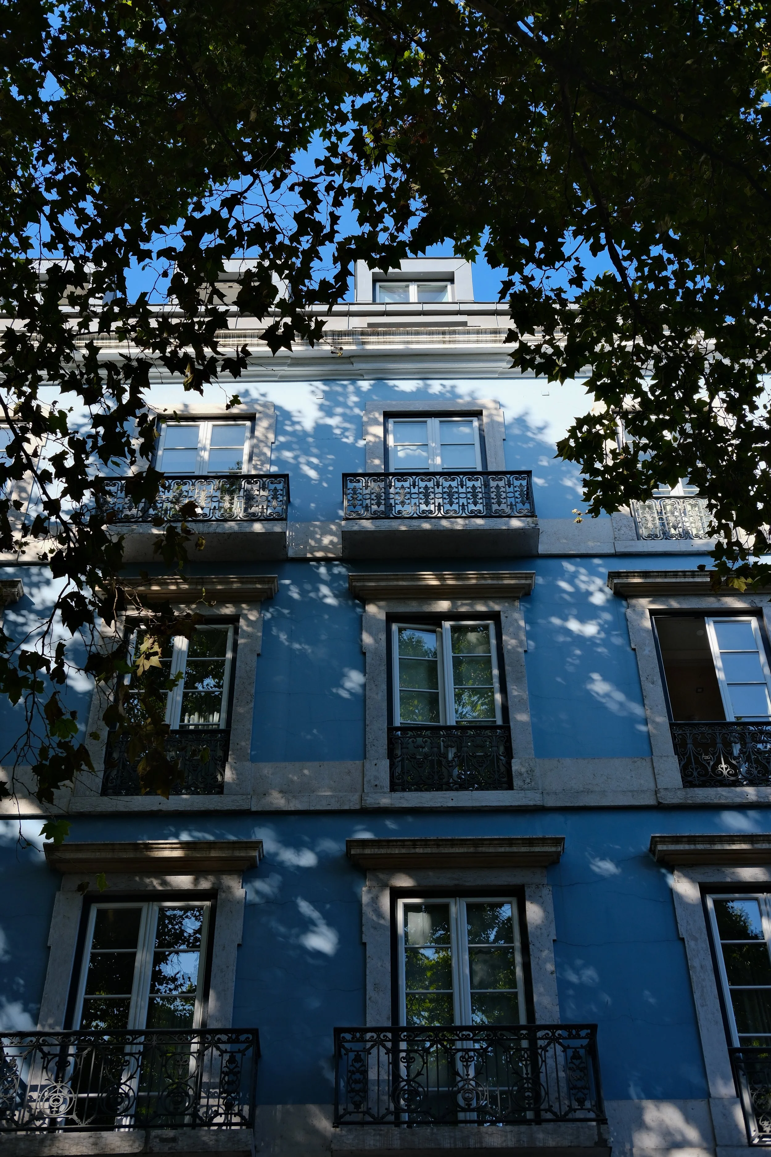Classic blue façade overlooking Avenida da Liberdade beneath leafy trees