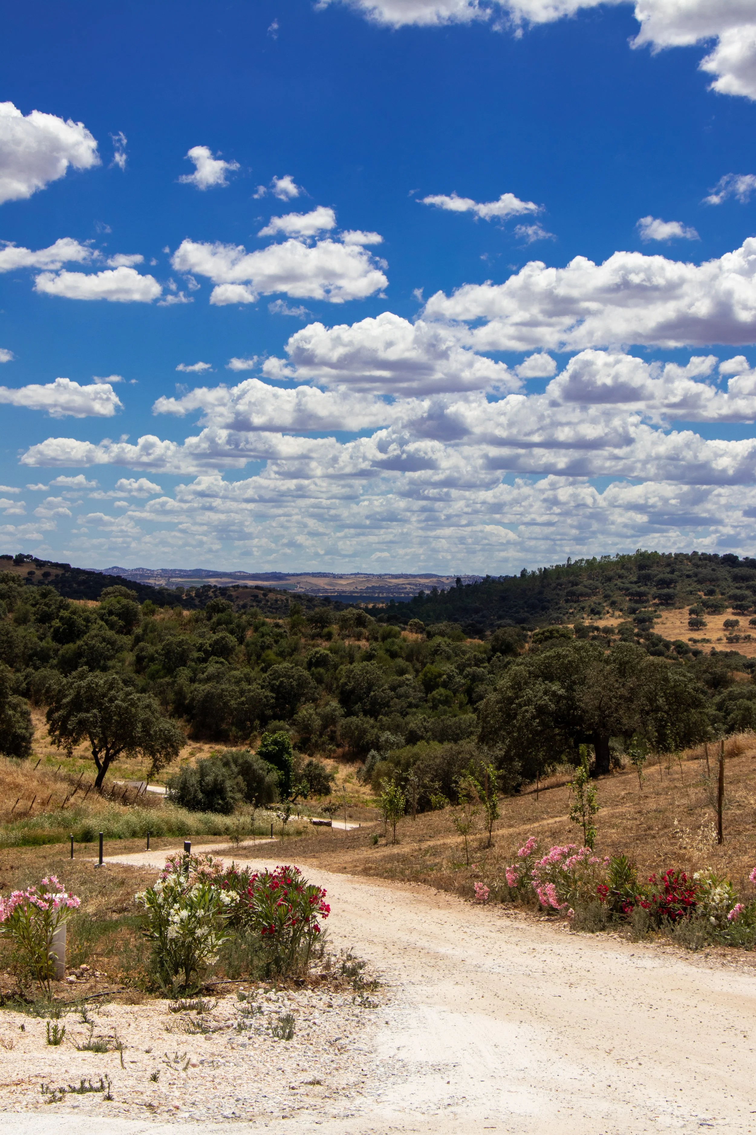Rolling Alentejo countryside with olive trees, wildflowers, and a winding gravel path beneath dramatic blue skies and scattered clouds, Land of Alandroal – Alandroal, Portugal.