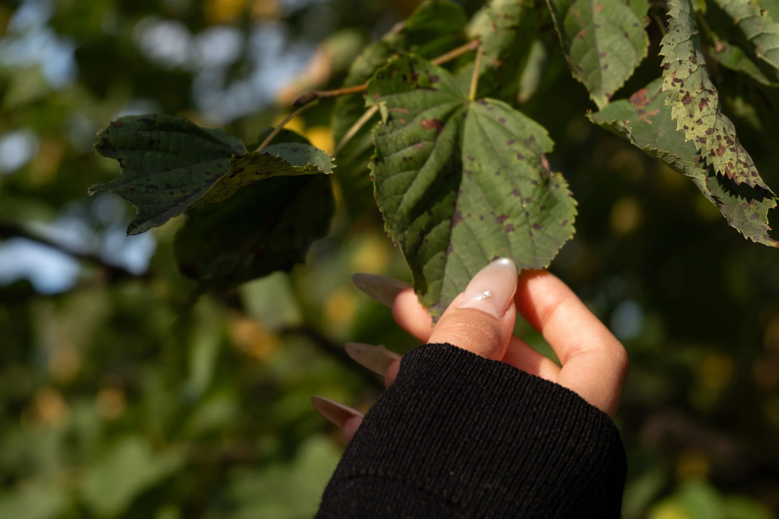 LEAF