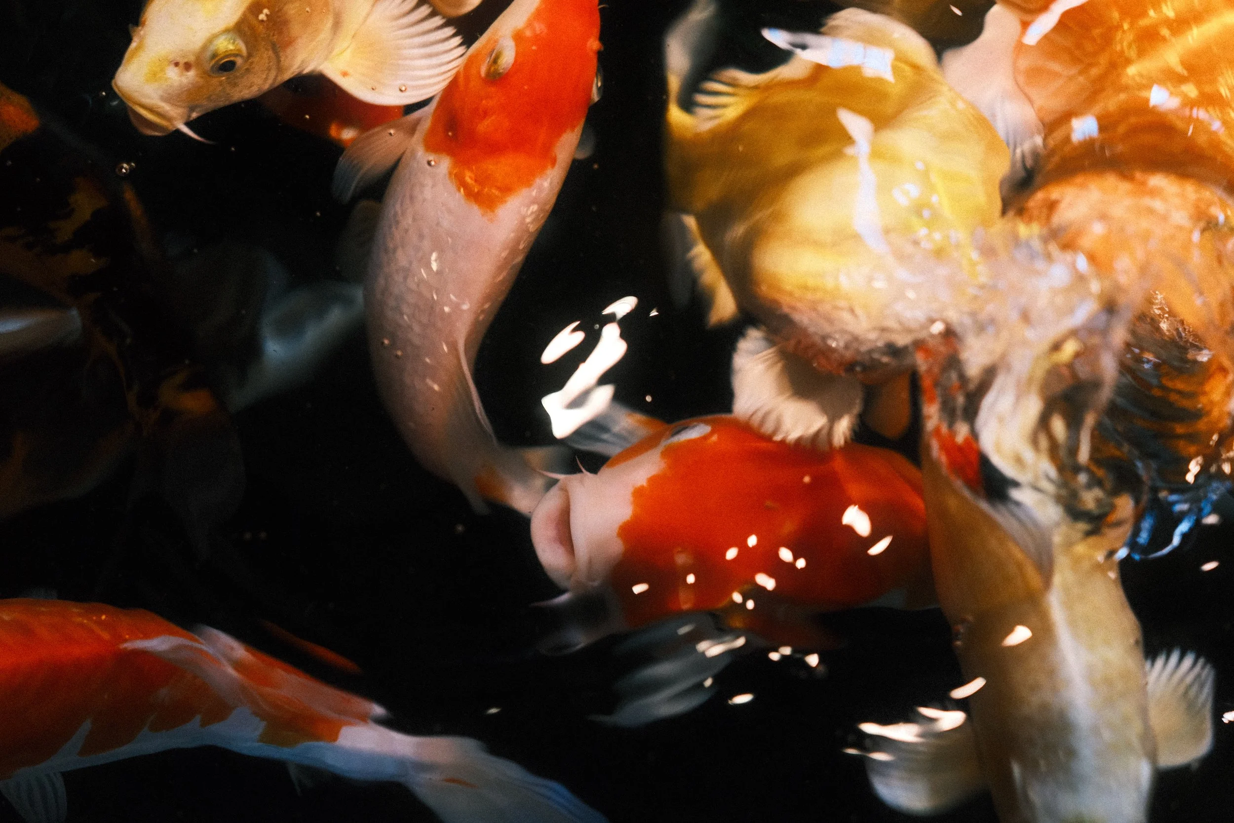 "KOI"