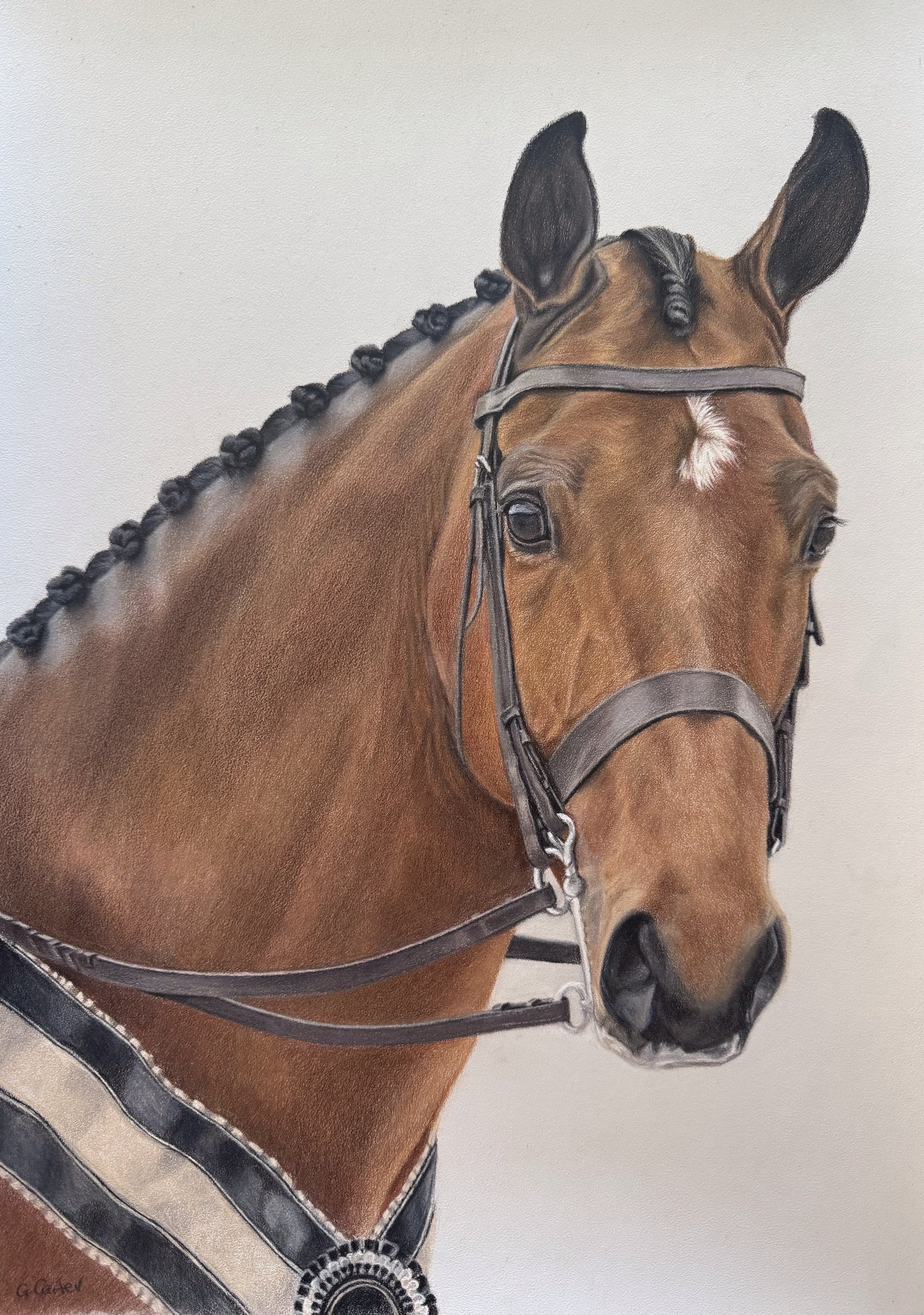 Shanaghan Velvet, A3, colour pencil Aug 2026