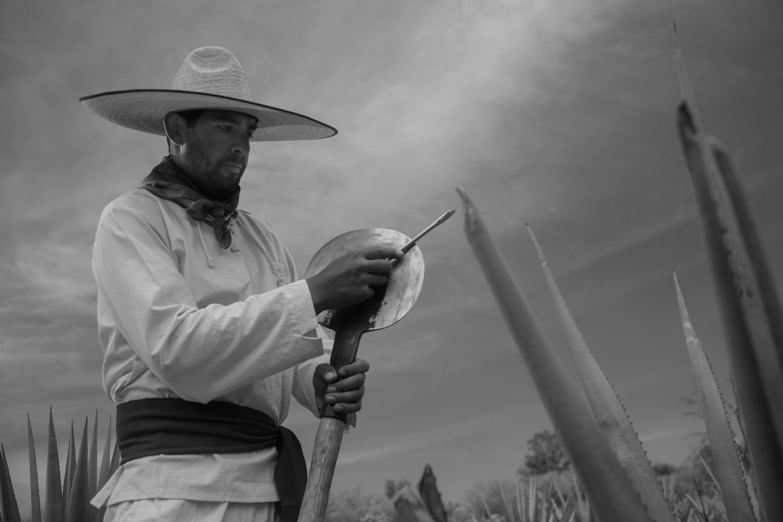 Jimador de Jalisco - Amaremio / Foto: Iván García