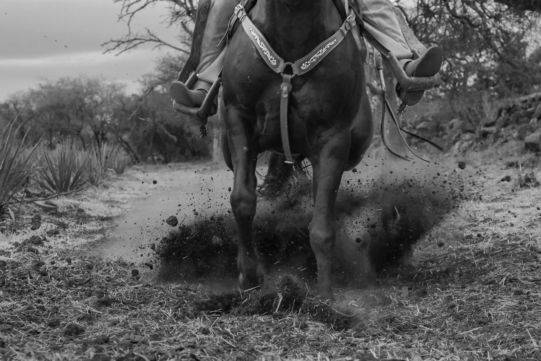 Charro de Jalisco - Amaremio / Foto: Iván García