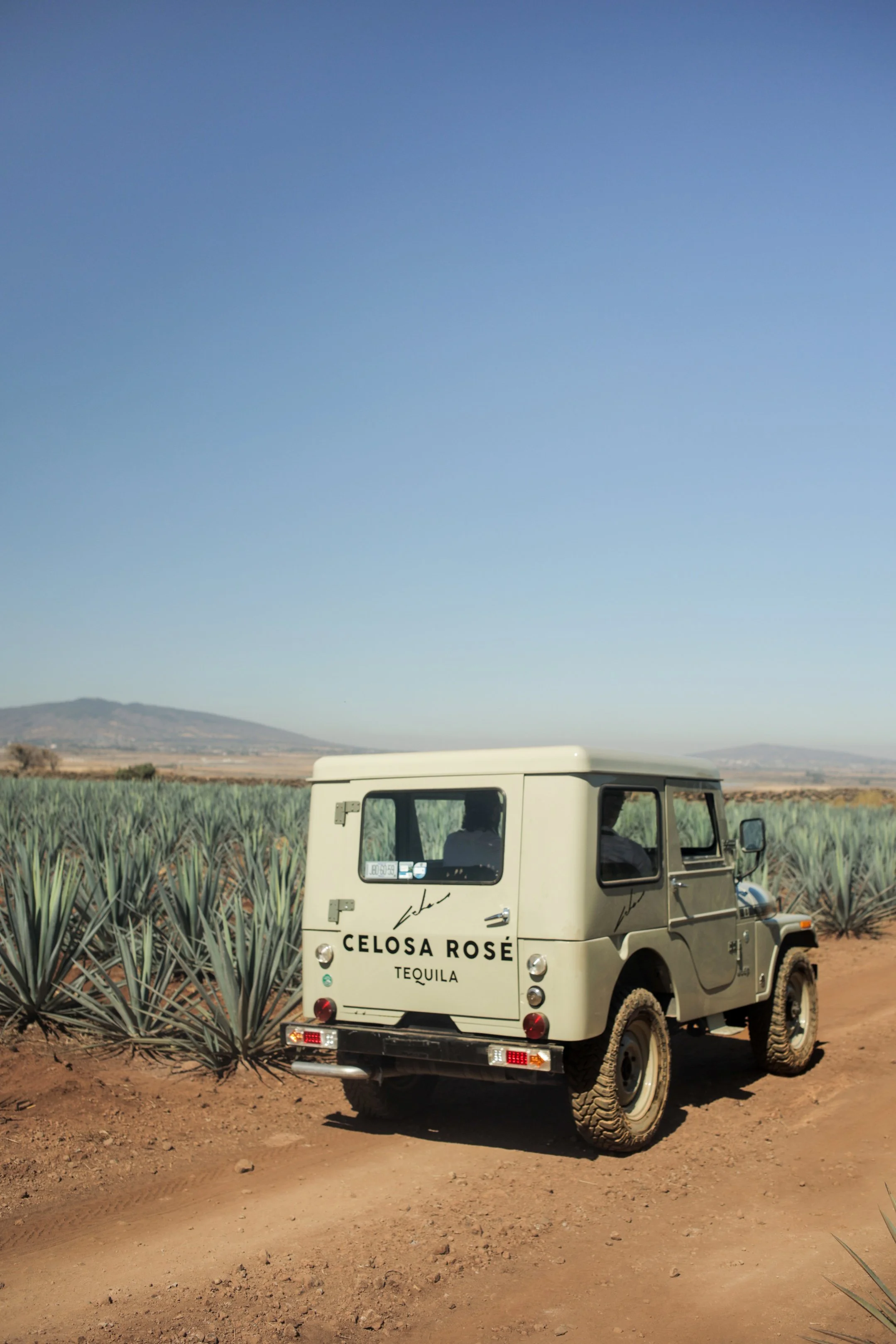 Celosa Rosé - Amaremio / Foto: Iván García