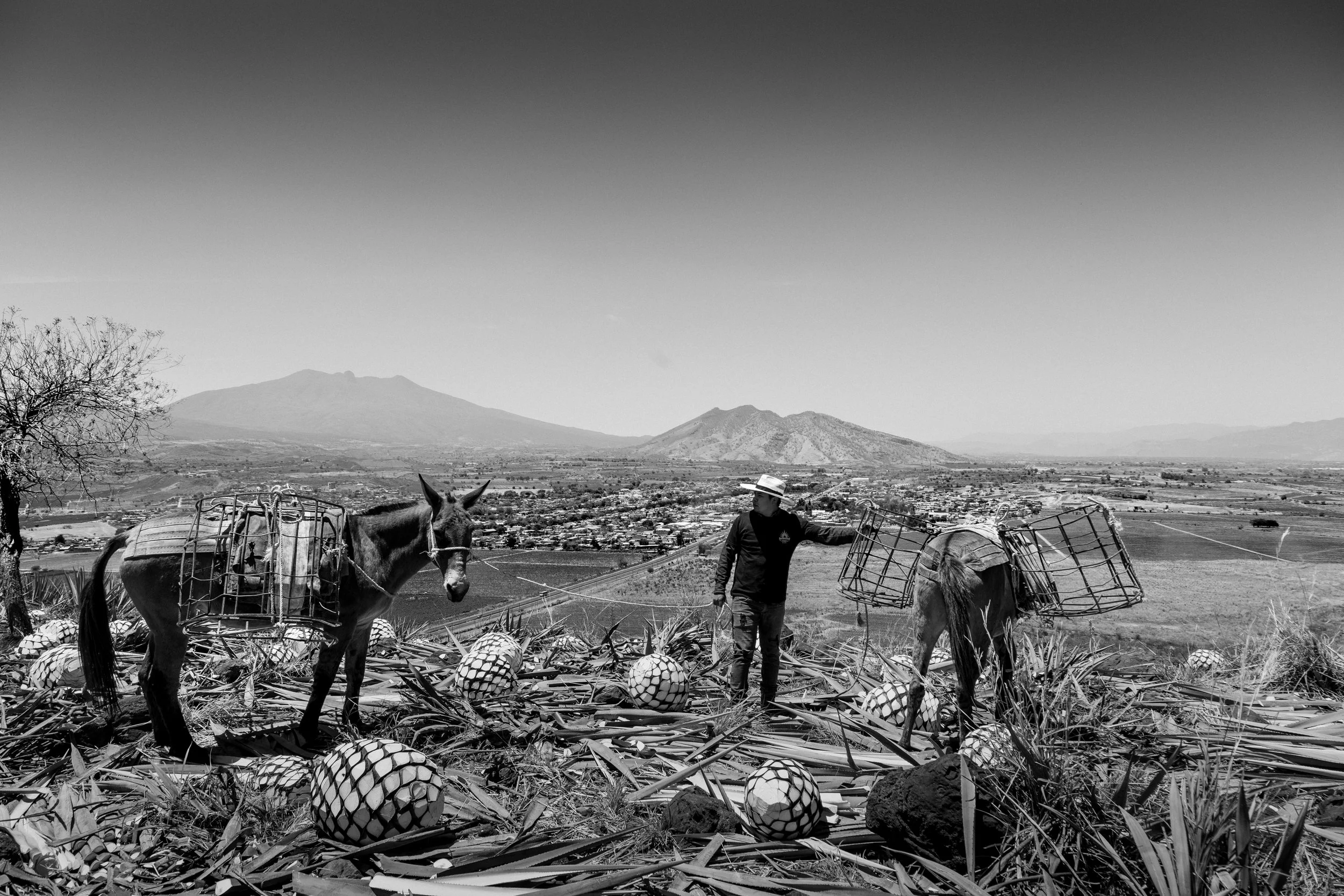 Jimadores de El Arenal - Amaremio / Foto: César De Alba
