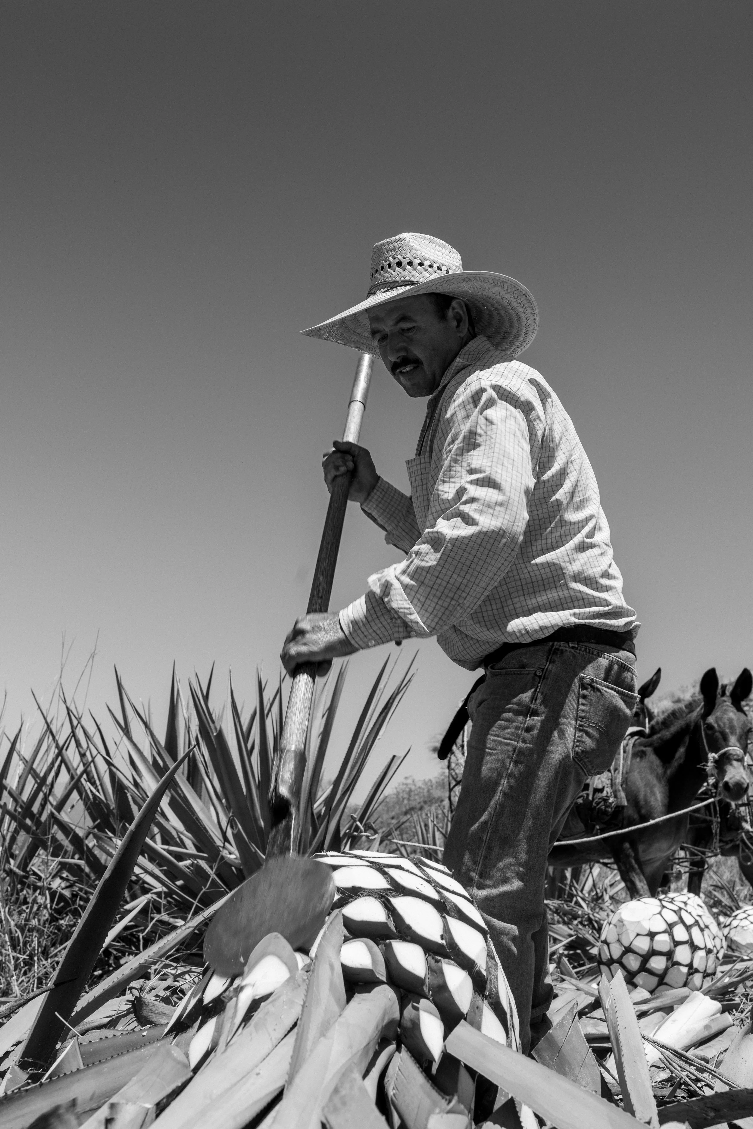 Jimador de El Arenal - Amaremio / Foto: César De Alba