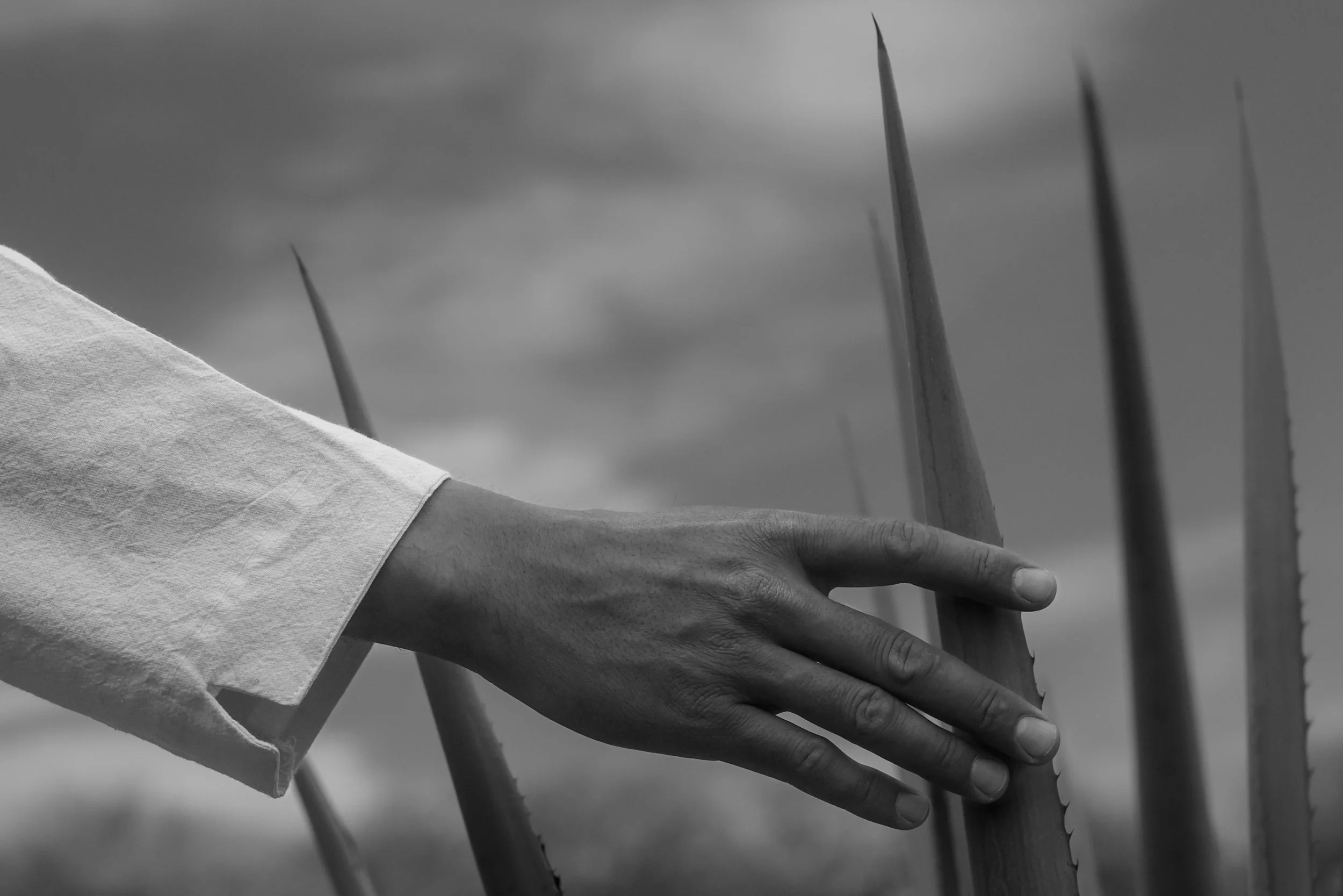 Jimador de Jalisco - Amaremio / Foto: Iván García