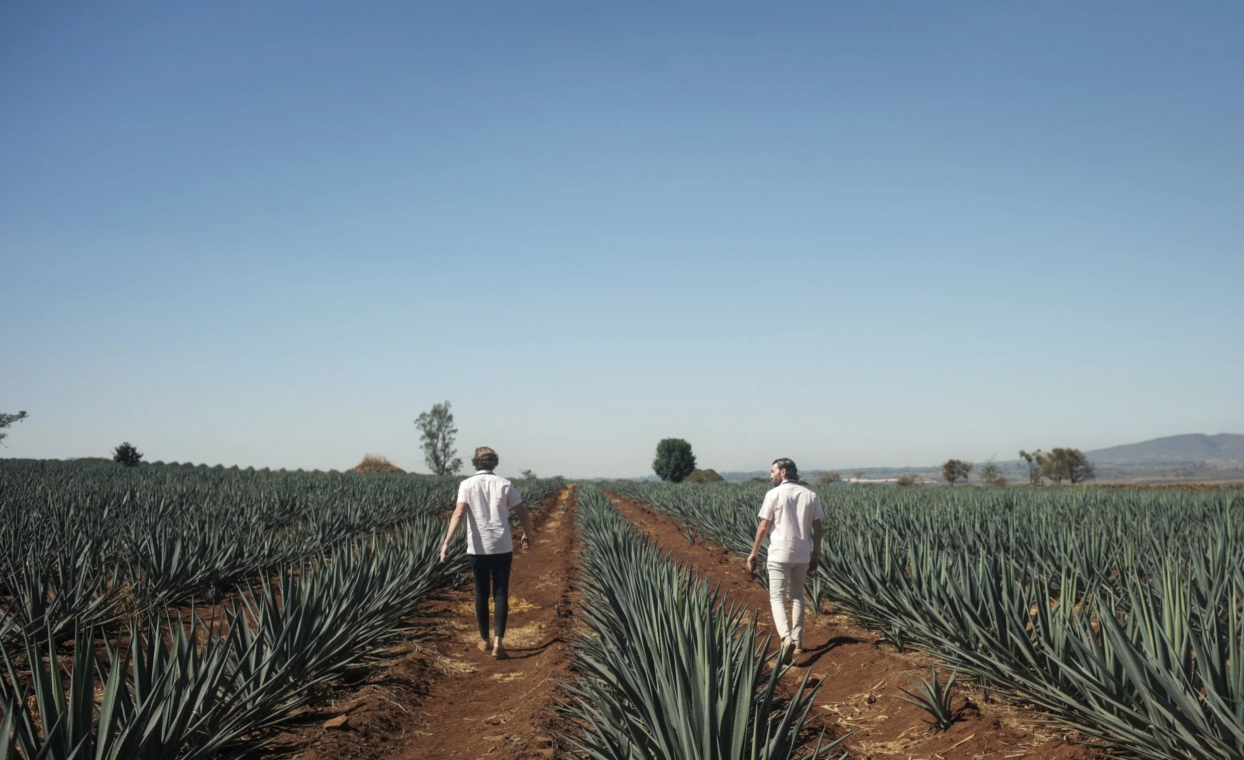 Celosa Rosé - Amaremio / Foto: Iván García