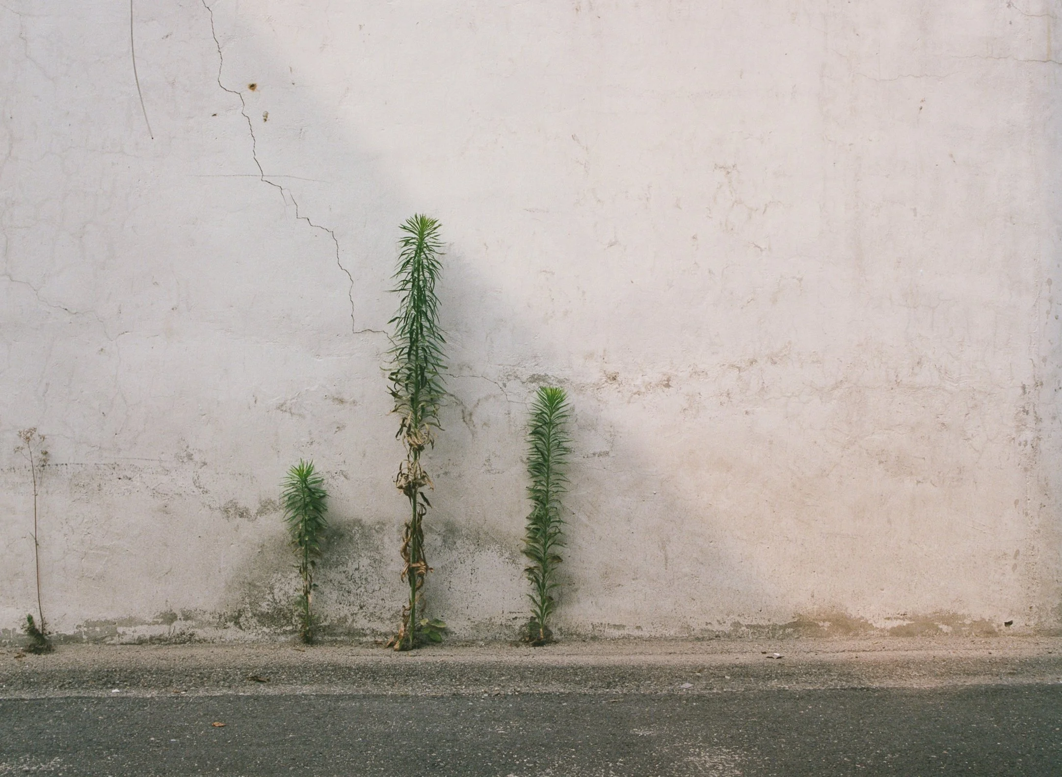 Three tall, thin weeds growing against a weathered, cracked white wall and gray pavement.