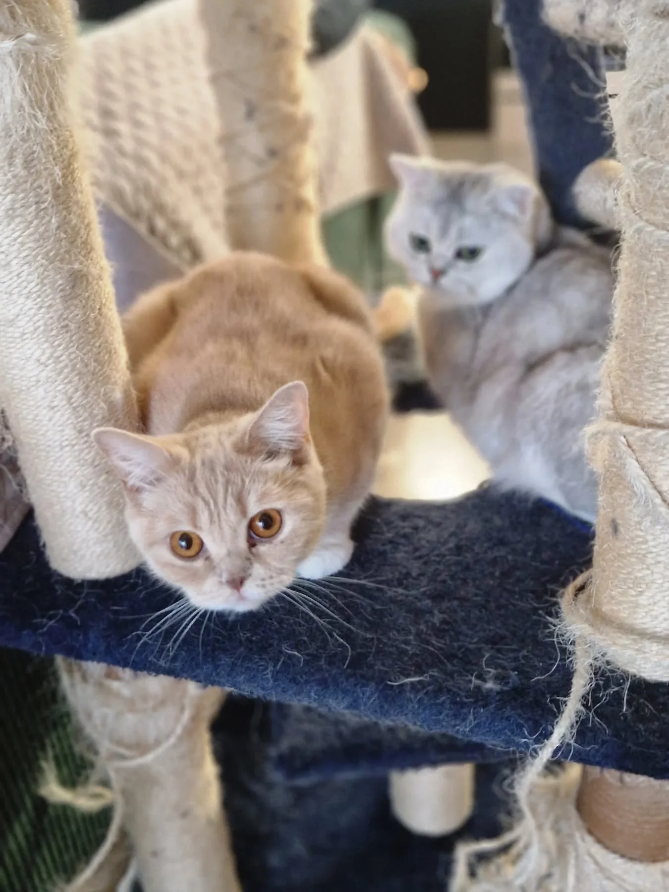 Were just chillin'
#britishshorthair #bsh #catsofinstagram #catscatscats #purebread #loaf #creme #silverbritishshorthair #orangeeyes #greeneyes
