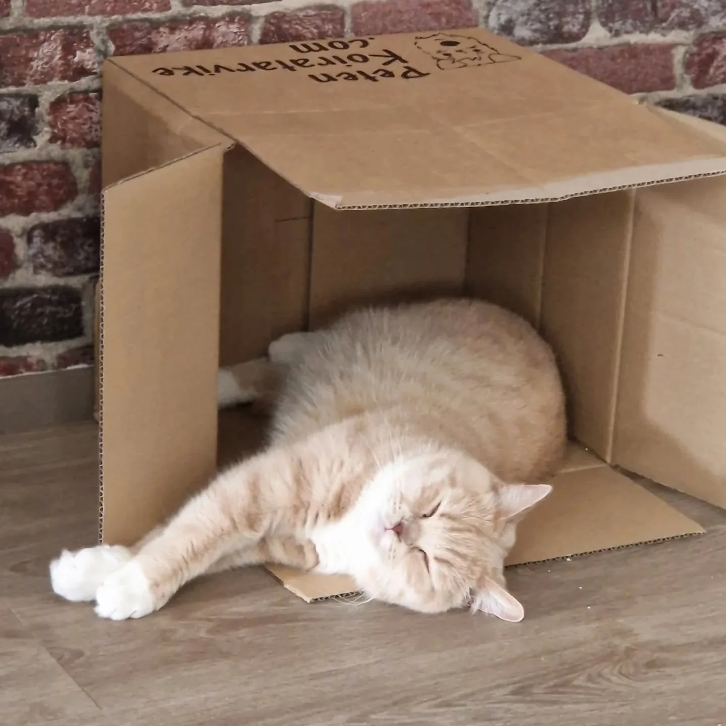Chillin' in my box 😴
#britishshorthair #creme #bicolour #bsh #orangeeyes ##eepy #socksonfleek #fluffy #cat #catcatcat #catsofinstagram