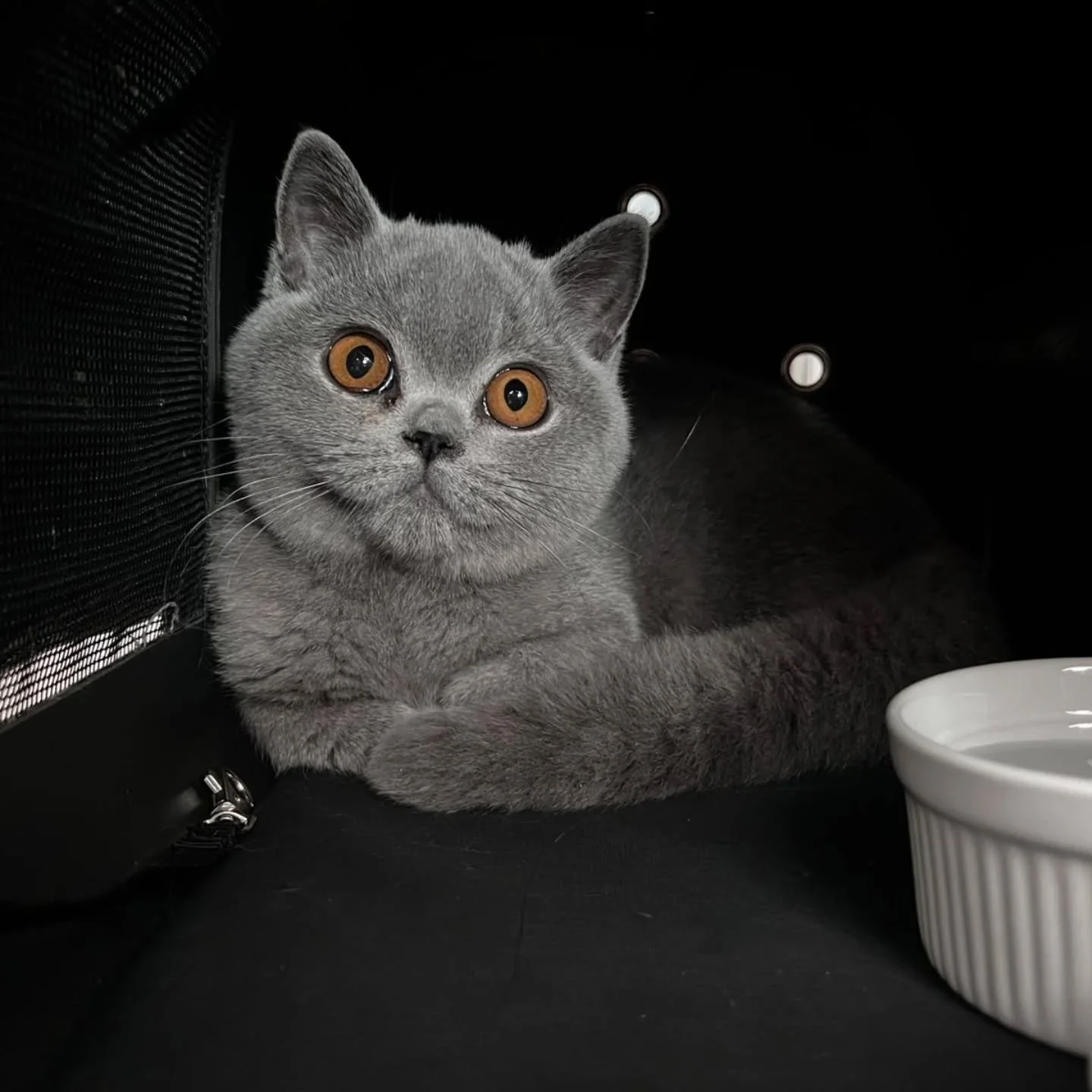 Bartholomeow D. Kuma has landed home, and he is ready to conquer the world 
#bsh #britishshorthair #britishblue #orangeeyes #cattery #goingmeowrry #kuma #catcatcat #felinefriends #bsha