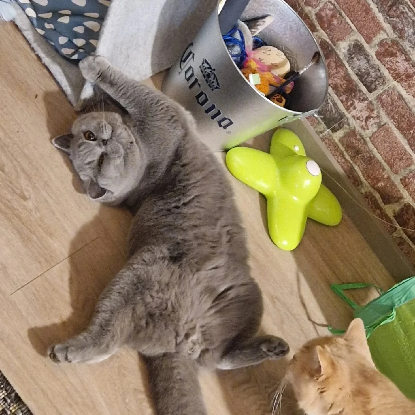 Feeling silly 😺
#britishshorthair #britishblue #BSH #boycat #orangeeyes