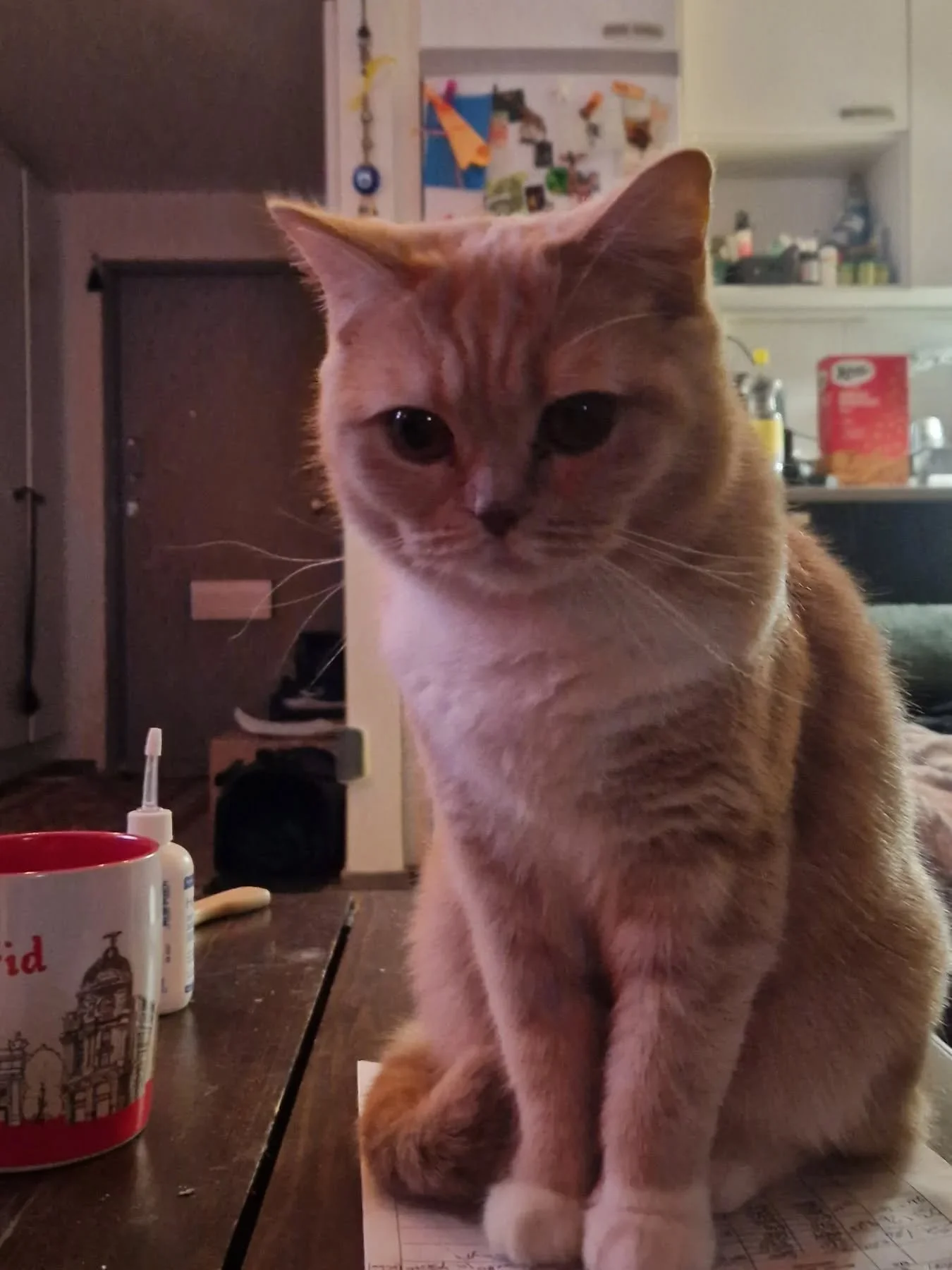 Prettiest girl around

 #britishshorthair #bicolour #orangeeyes #girlcat #catscatscats