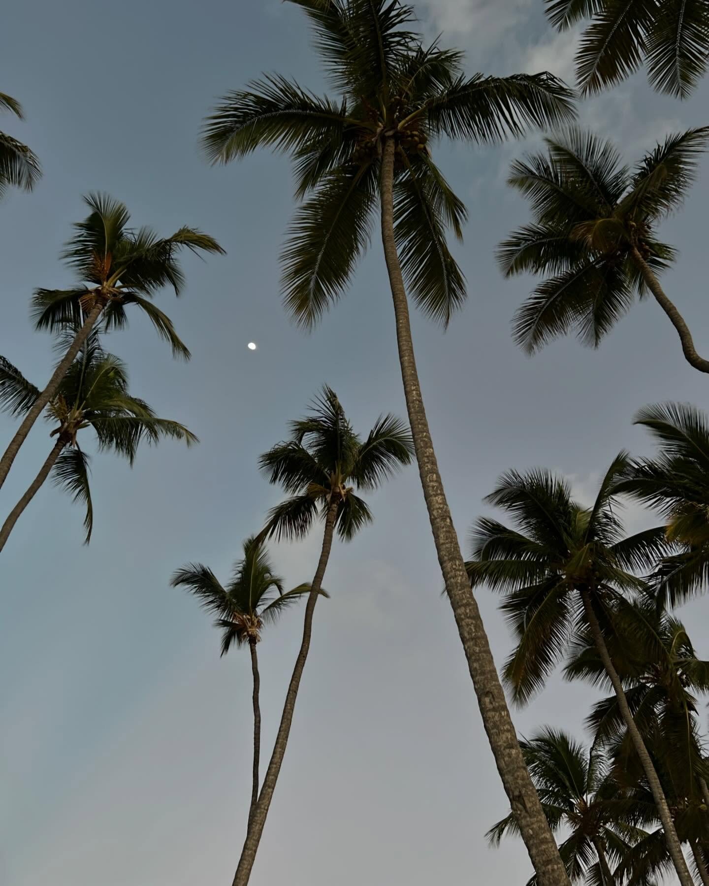 🌴🥥