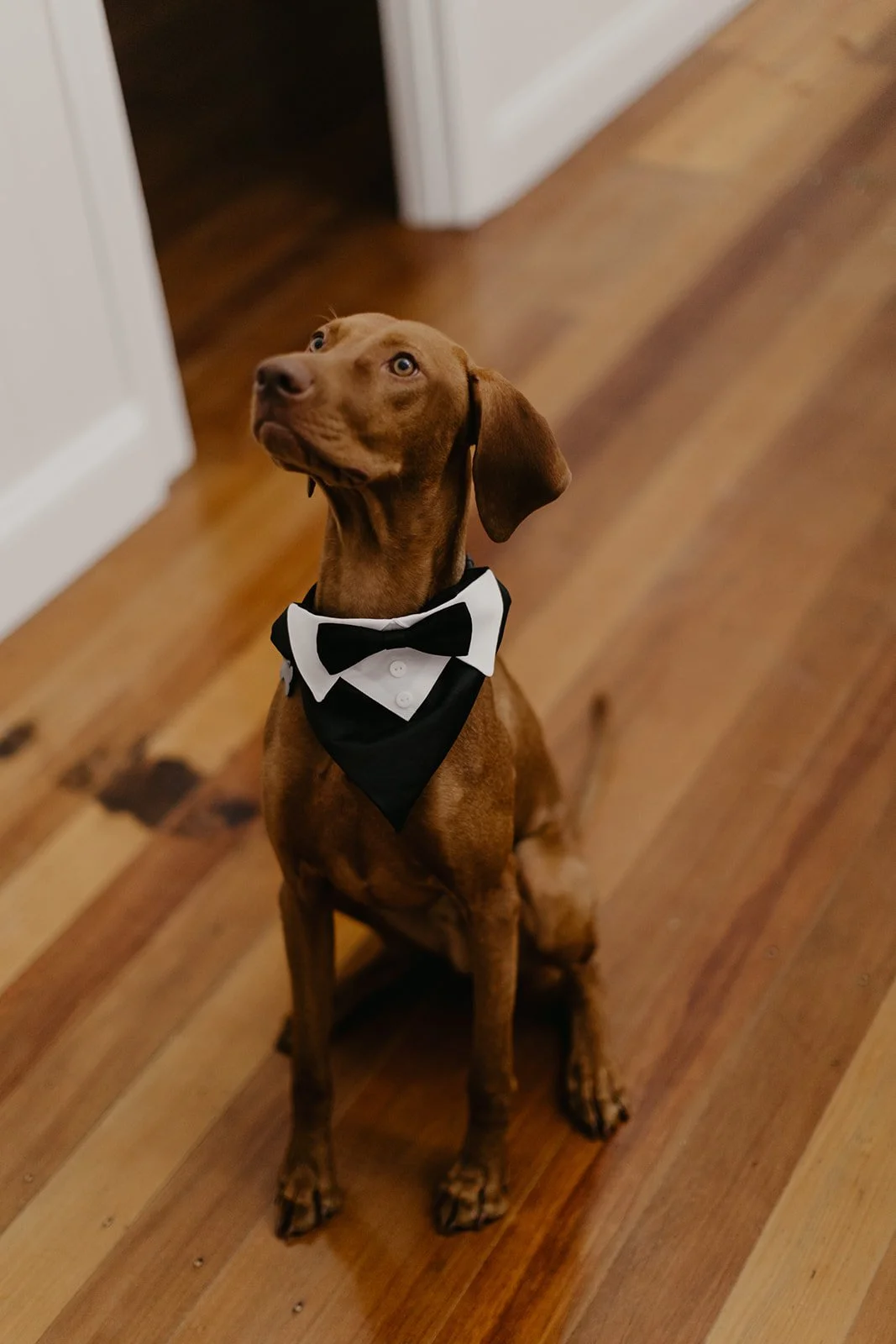 Emily and Emmit - Tay and Francis Photography - 2024-1081.jpg