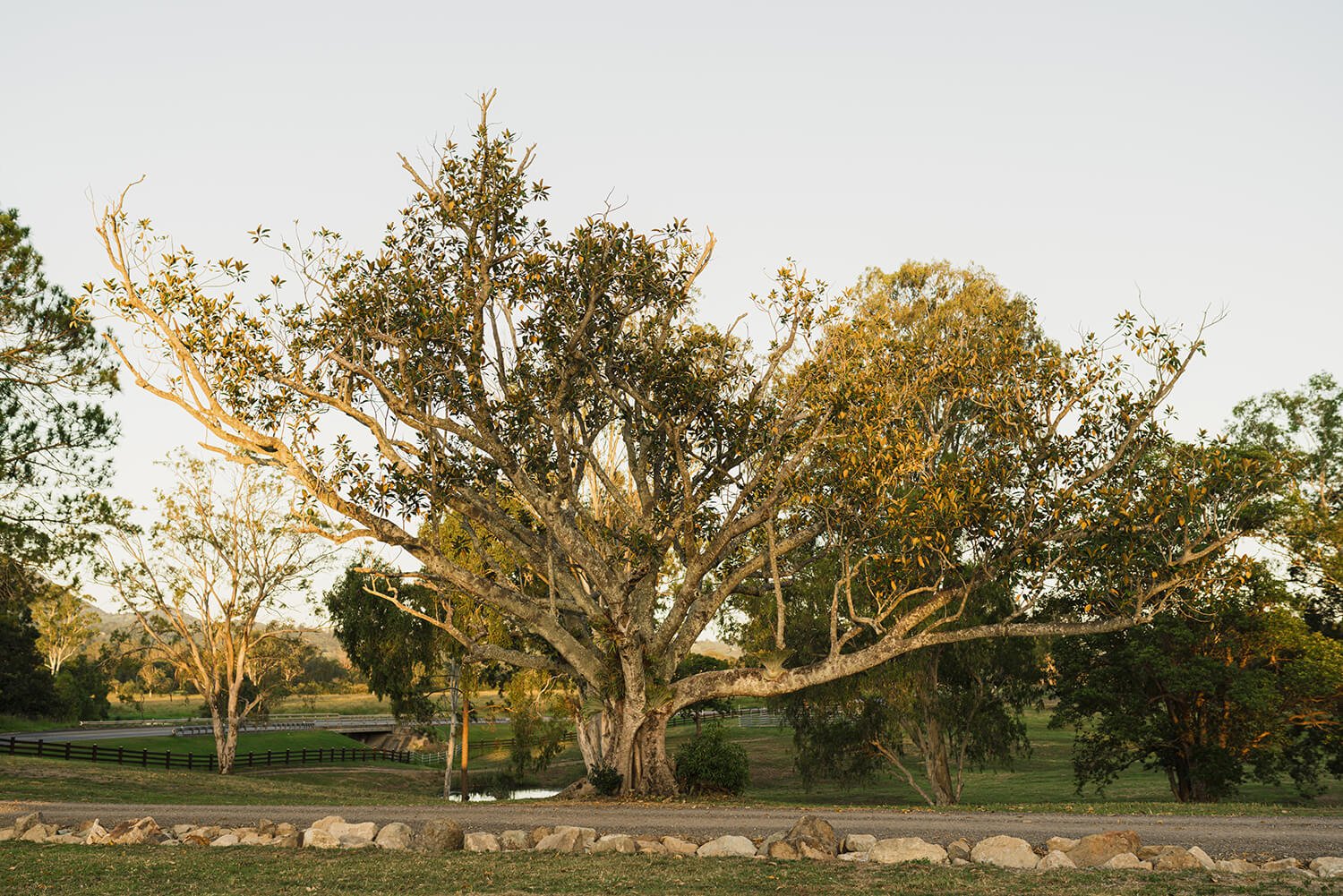 A large mature tree at Eerwah Vale Estate, Noosa Hinterland Wedding Venue, photographed by Ash & Stone