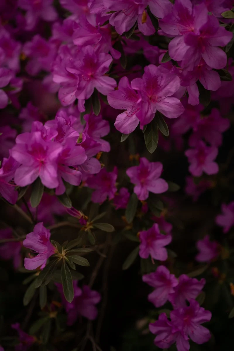 flowers in a conservatory