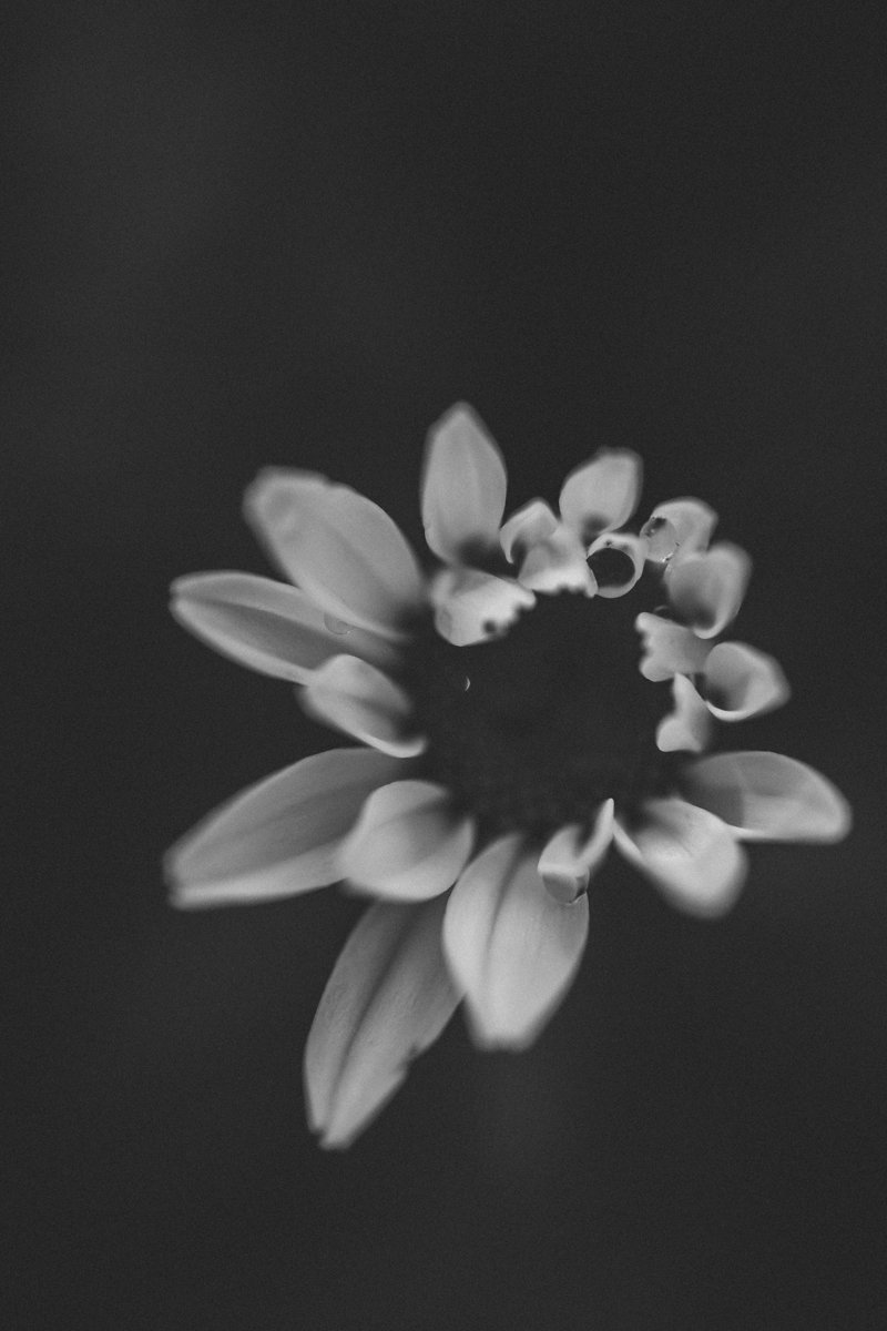 black and white image of a flower