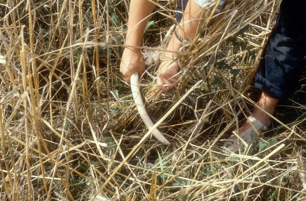 cutting_corn_1024x672 (1).jpg