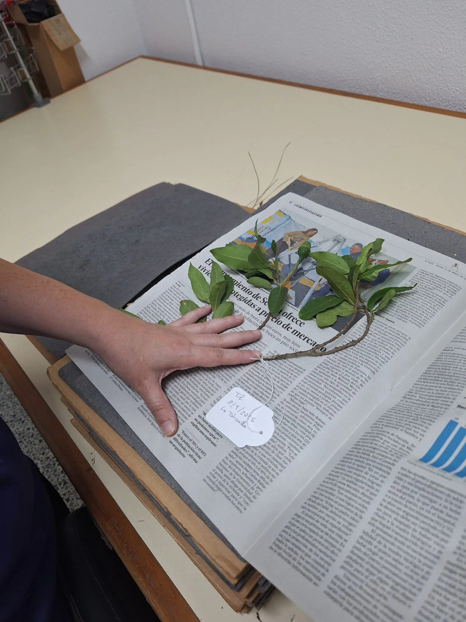 Pedro García, Kiernan Award Winner 2025, Progresses on Experimental Ash Analysis of Tenerife’s Native Species