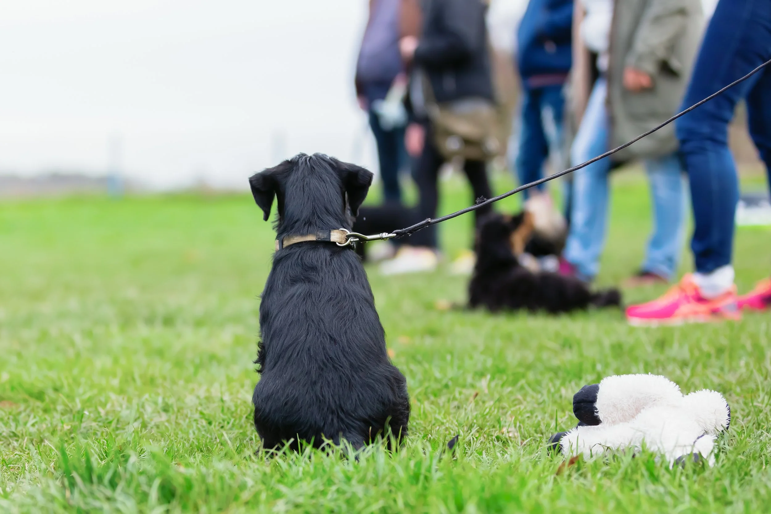 Small black puppy on a leash watching sports