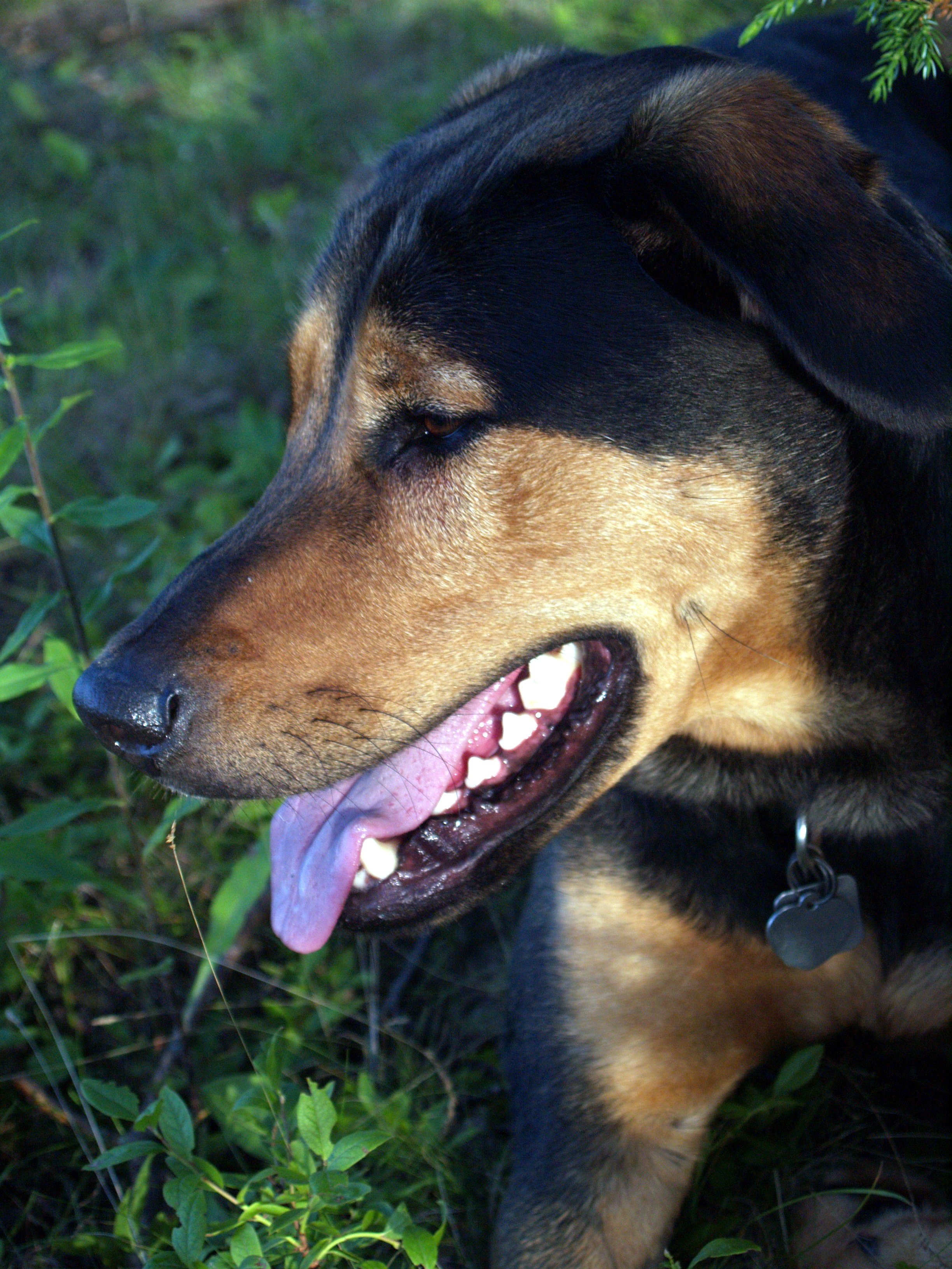 The Dog That Started It All