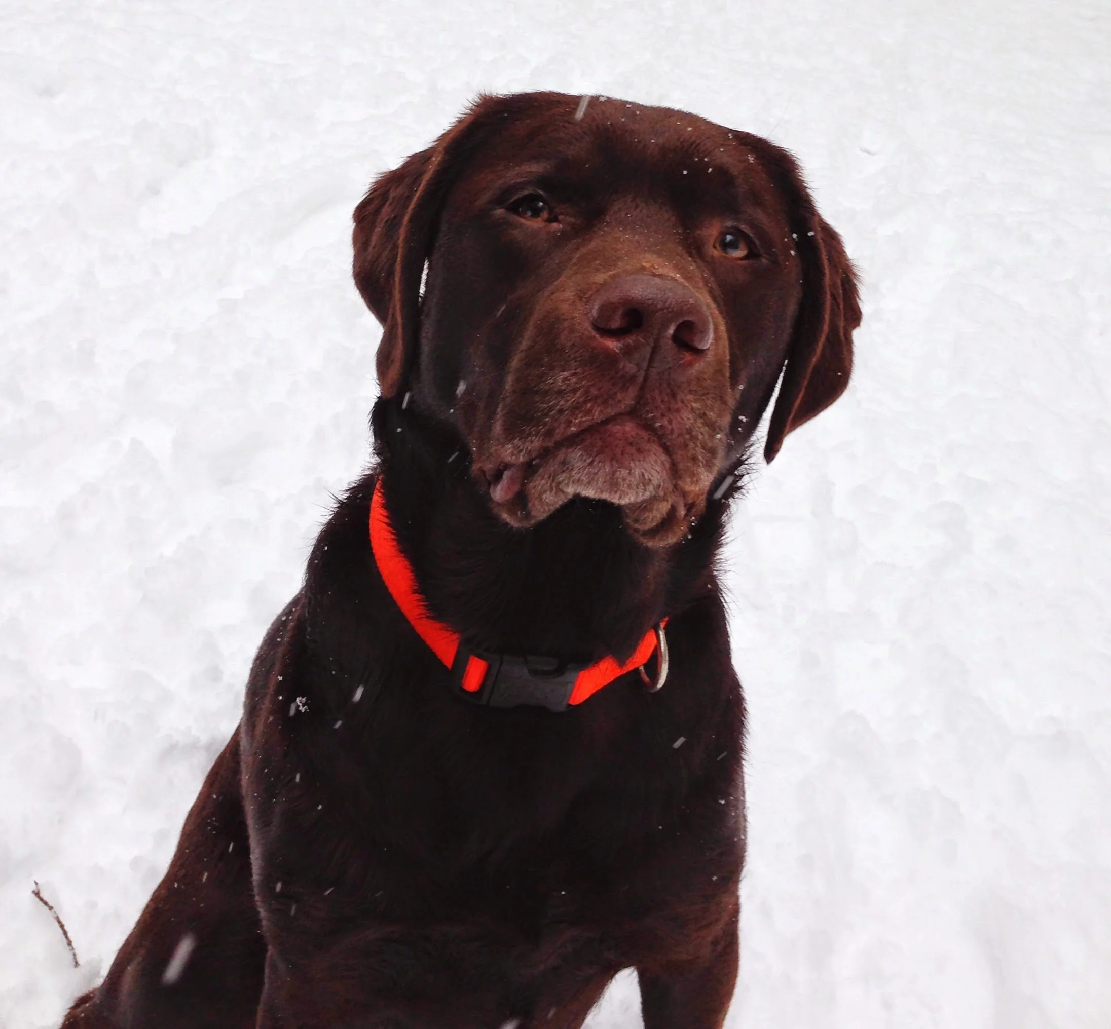 A chocolate Labrador retriever dog with a red collar sitting on snow.
