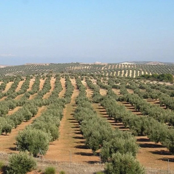 Tutto inizia qui, nei nostri uliveti baciati dal sole, dove le piante crescono forti e sane. Ogni filare è curato con passione, un impegno costante che assicura la qualità superiore delle olive che diventeranno il nostro prezioso olio. È da questo pa