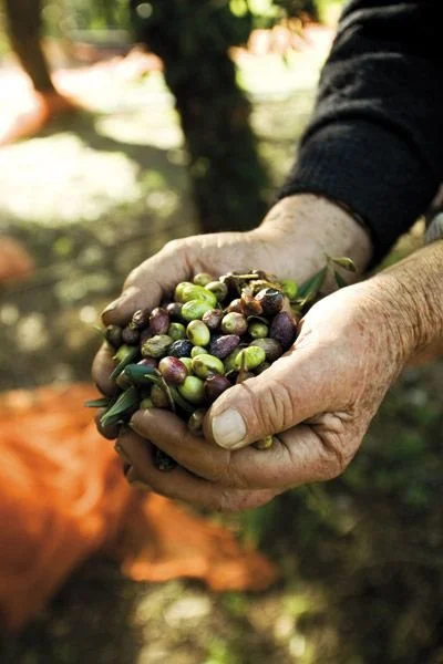 Nelle nostre mani, la tradizione prende forma. Selezioniamo con attenzione le olive, miscelando sapientemente le varietà per ottenere il profilo aromatico desiderato. Ogni frutto è un piccolo tesoro, raccolto con la stessa cura che metteremo poi nell