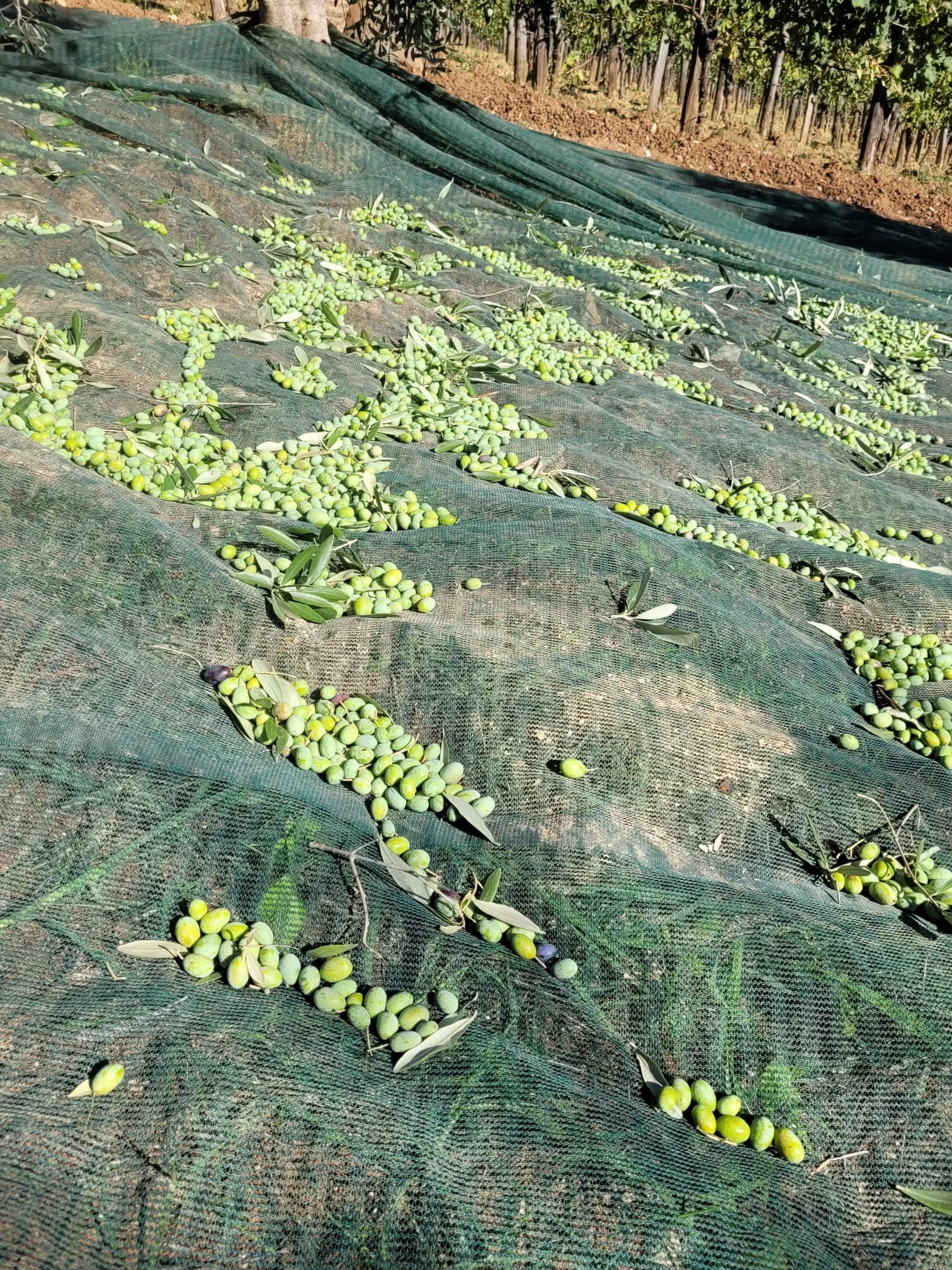Quando le olive raggiungono la perfetta maturazione, inizia il delicato momento della raccolta. Con cura e dedizione, le stacchiamo dagli alberi, lasciandole cadere su apposite reti. Questo metodo preserva l'integrità del frutto, garantendo che ogni