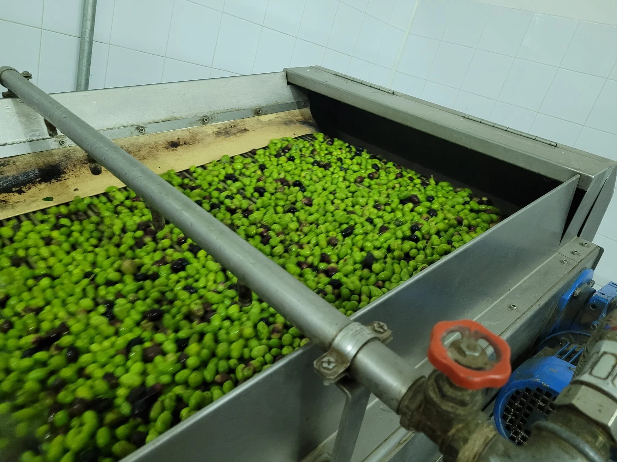 Appena raccolte, le olive arrivano al frantoio. Qui, vengono immediatamente pulite con cura: foglie e rametti vengono rimossi, e i frutti lavati con acqua pura. Questo passaggio è fondamentale per eliminare ogni impurità e assicurare che solo le oliv