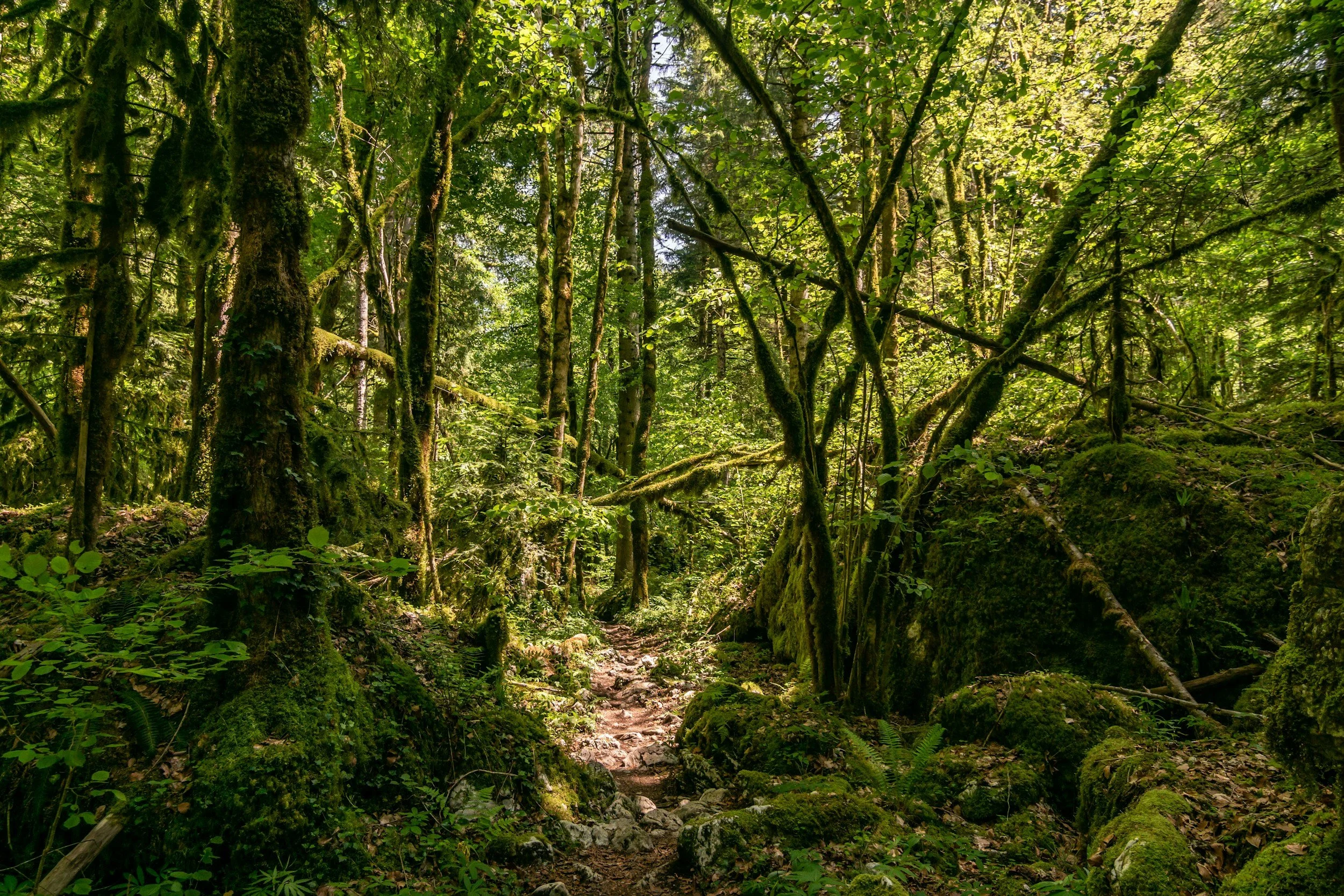 A forest trail surrounded by dense green trees and moss-covered rocks.