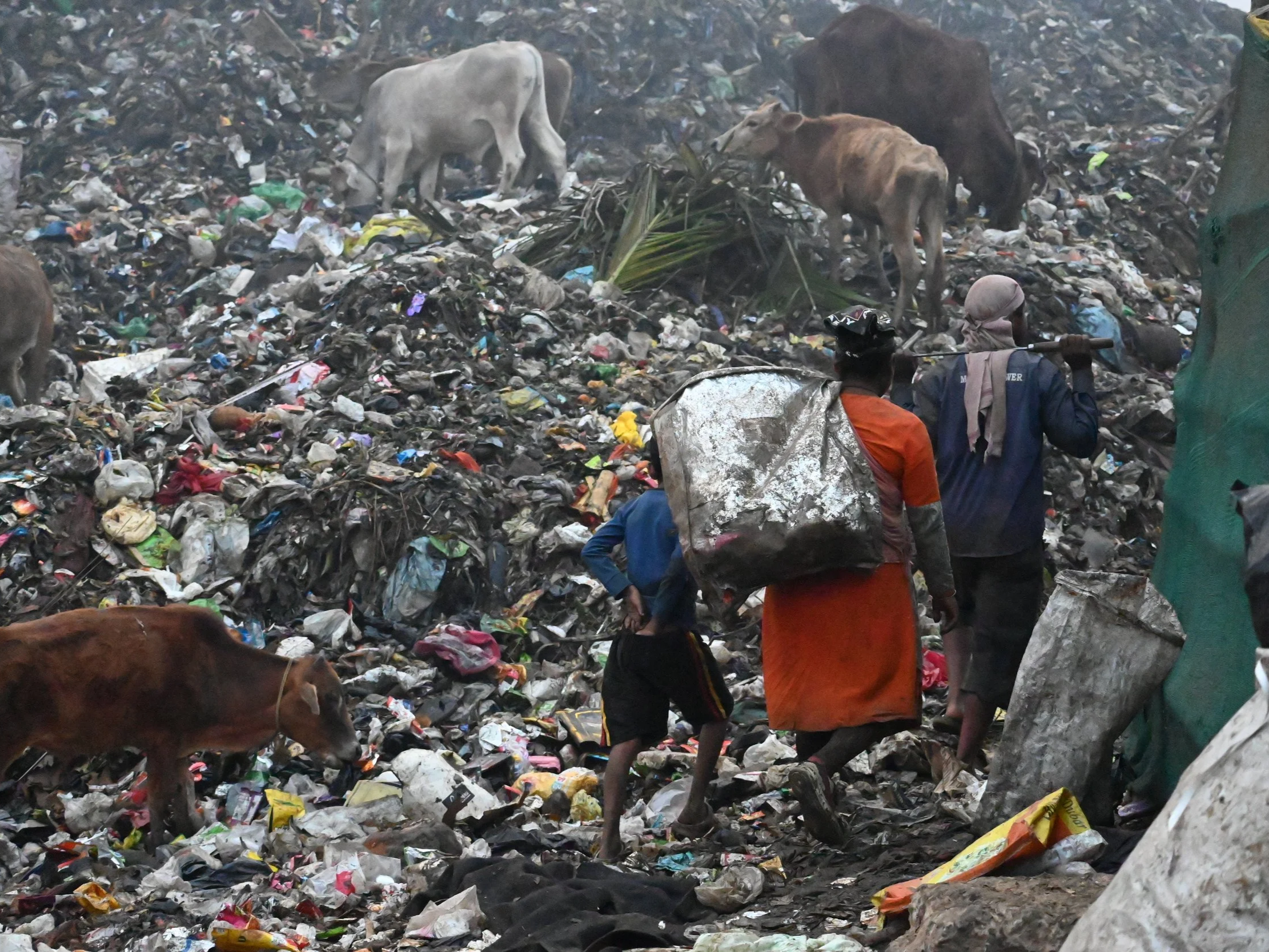 People walking through a large landfill filled with garbage, with cows walking on the trash.