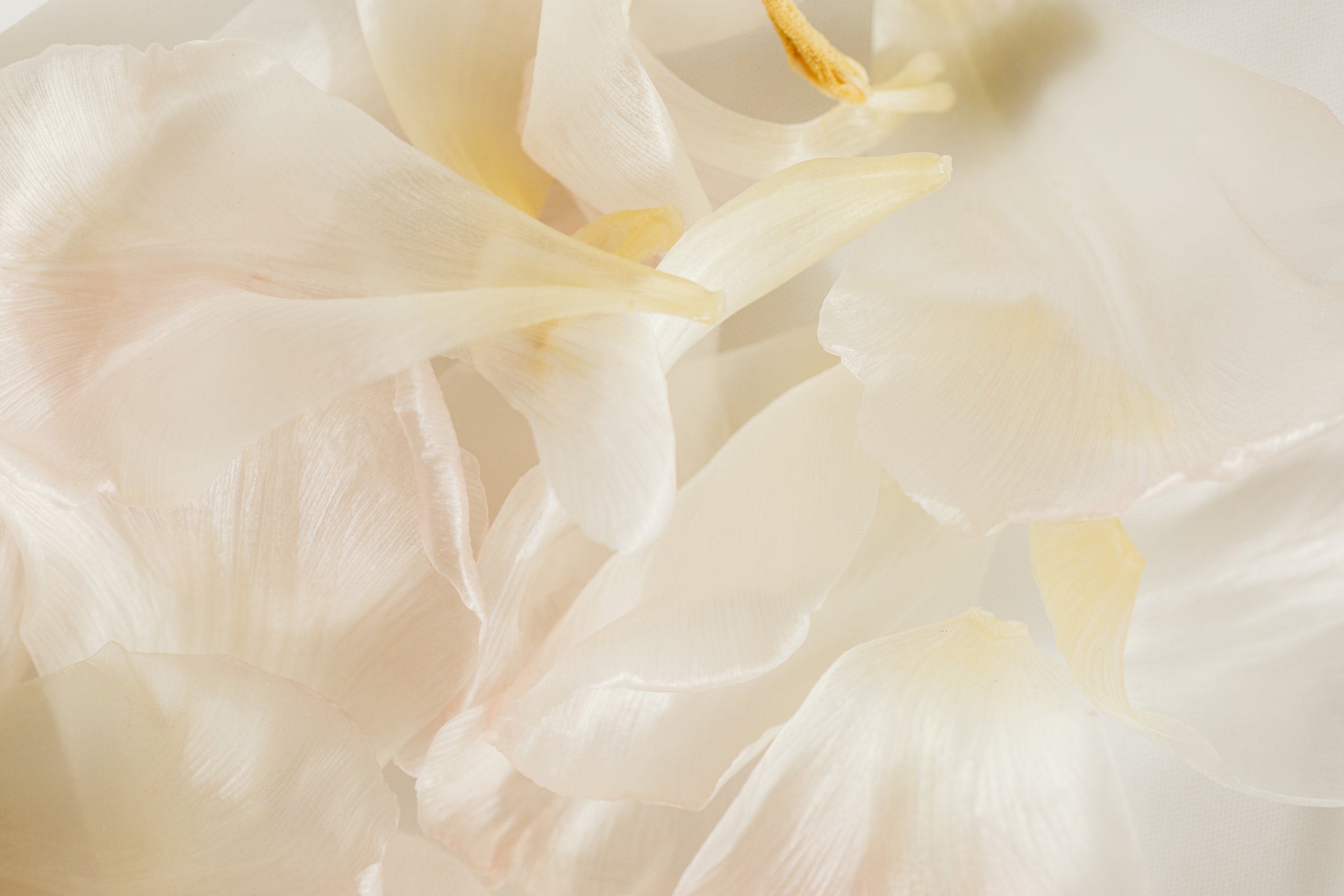 Close-up of white flower petals, soft and delicate in appearance.