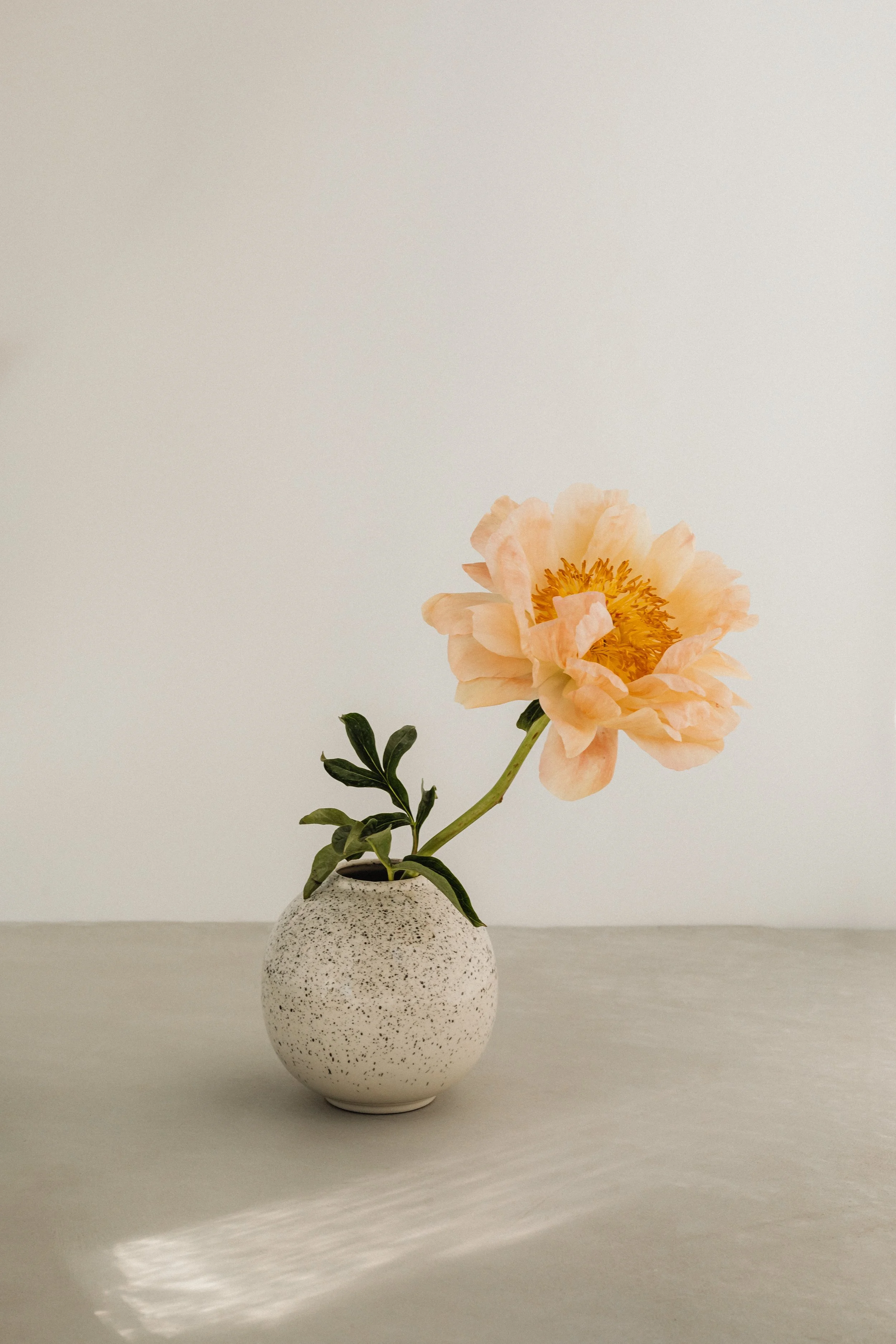 A peach-colored peony flower with a yellow center in a small speckled white ceramic vase on a neutral-colored surface.
