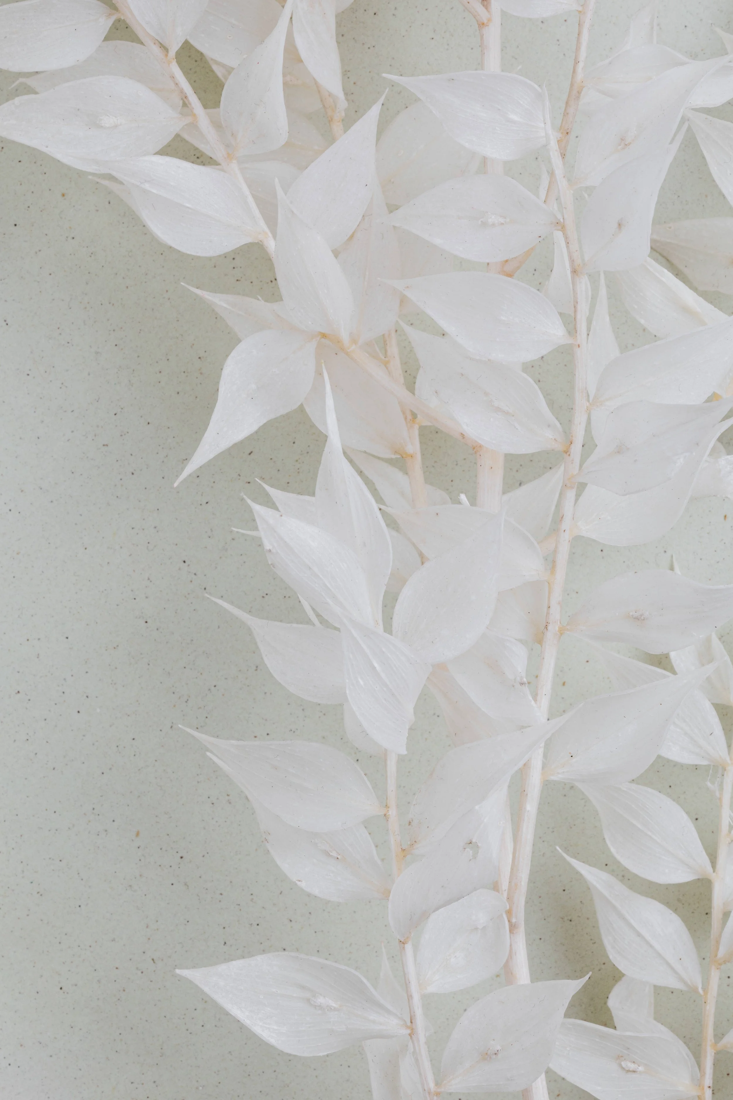 Close-up of white, dried leaves and stems on a light, textured surface