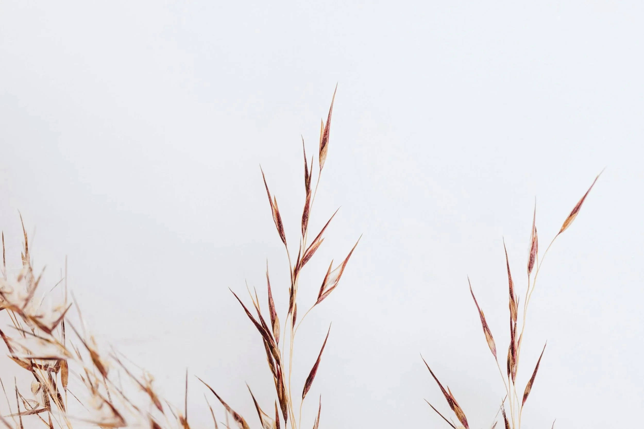 Close-up of tall, slender dried grass stems with reddish-brown seed heads against a plain, light background.