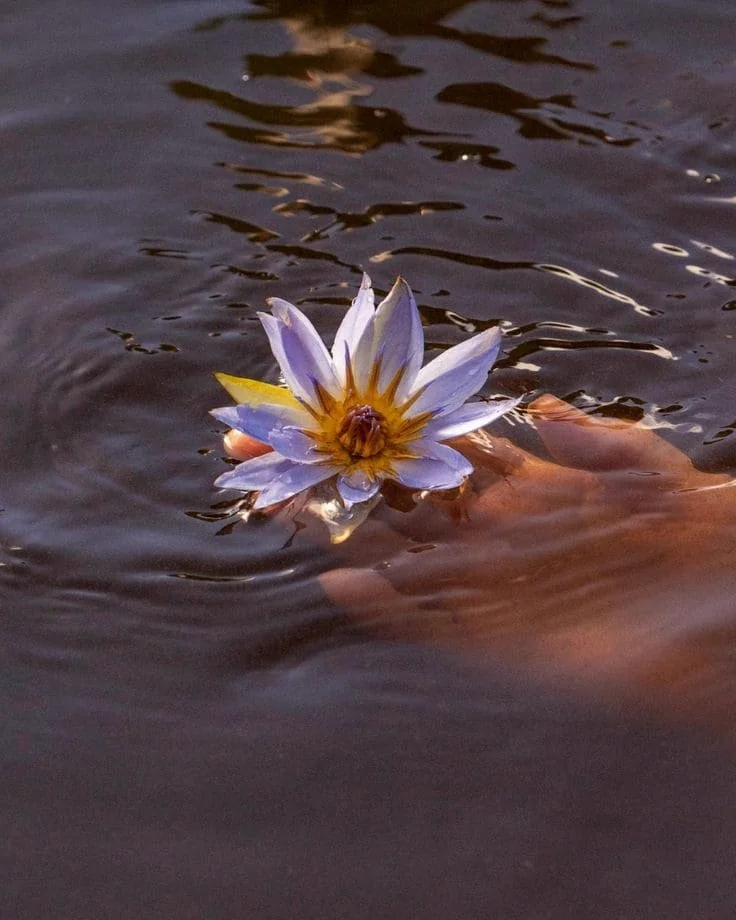 Image d'ambiance : Une fleur de lotus flottant sur l'eau