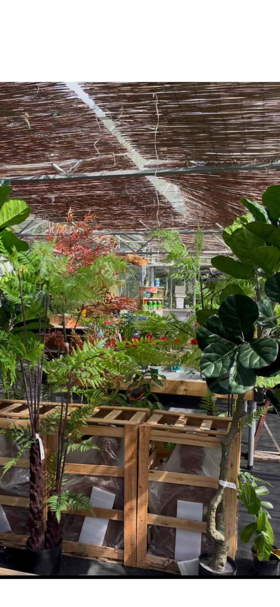 Indoor plant nursery with various potted plants, some in wooden crates, and a woven shade structure overhead, with shelves and gardening supplies in the background.