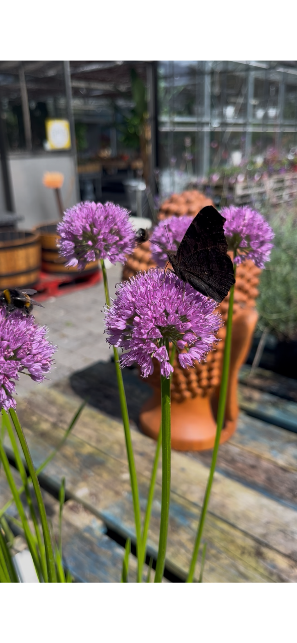 Close-up of purple allium flowers with a black butterfly and bees on the blooms, in a garden setting with pots and greenhouses in the background.