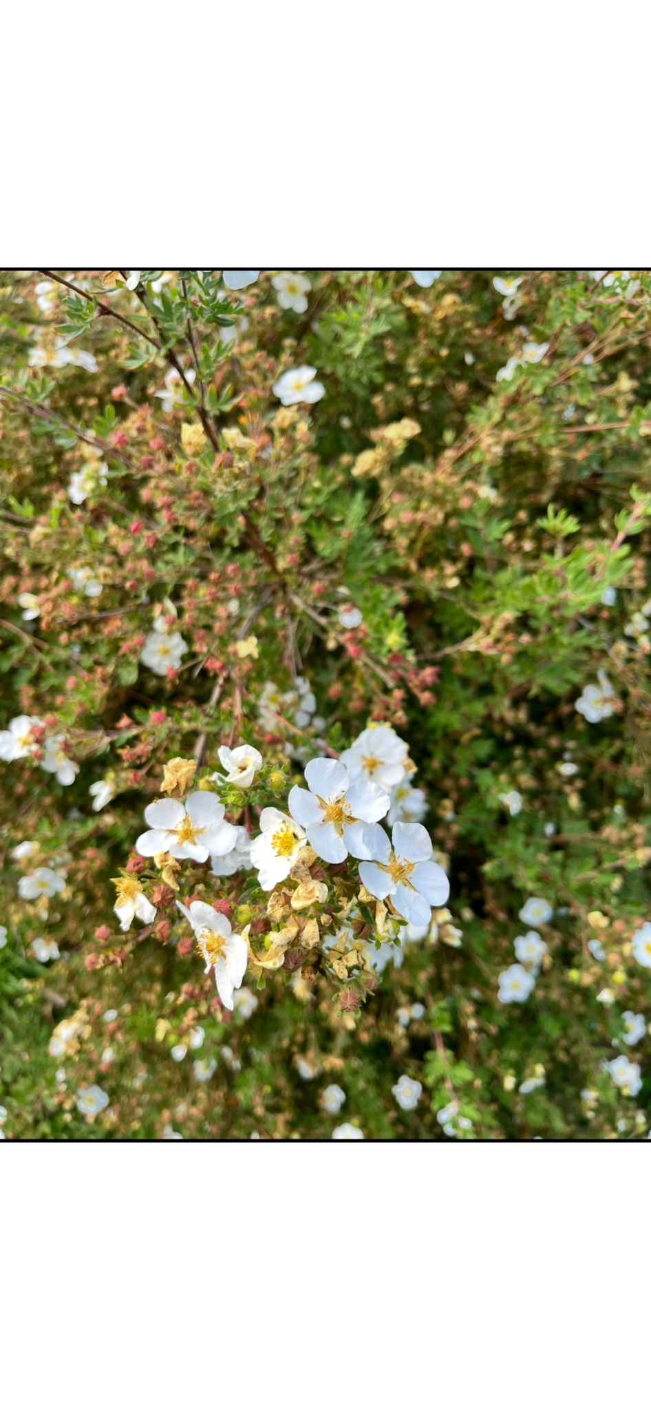 Close-up of small white flowers with yellow centers blooming on green bush.