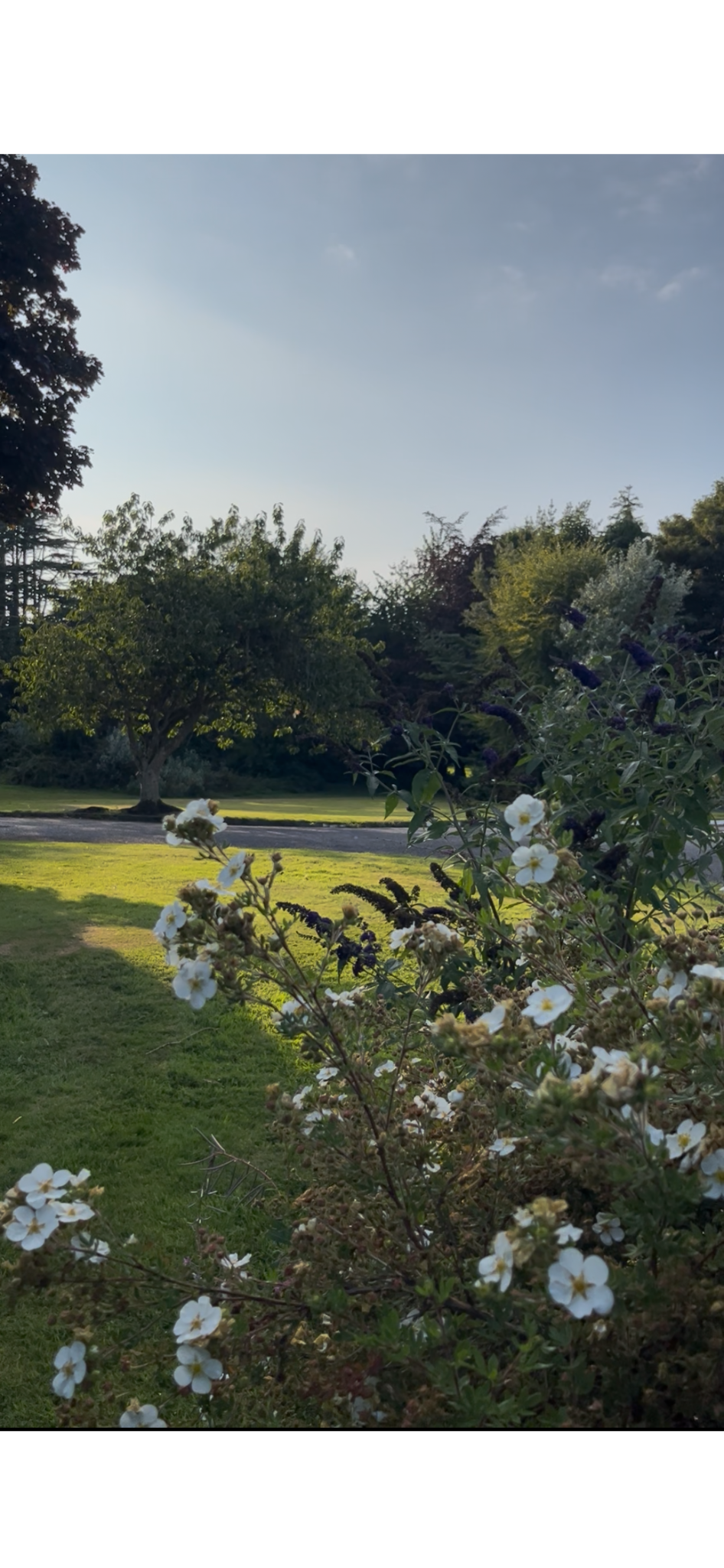 A scenic garden view with flowering bushes in the foreground, grass, a tree, and a clear sky with a few clouds in the background during daylight.