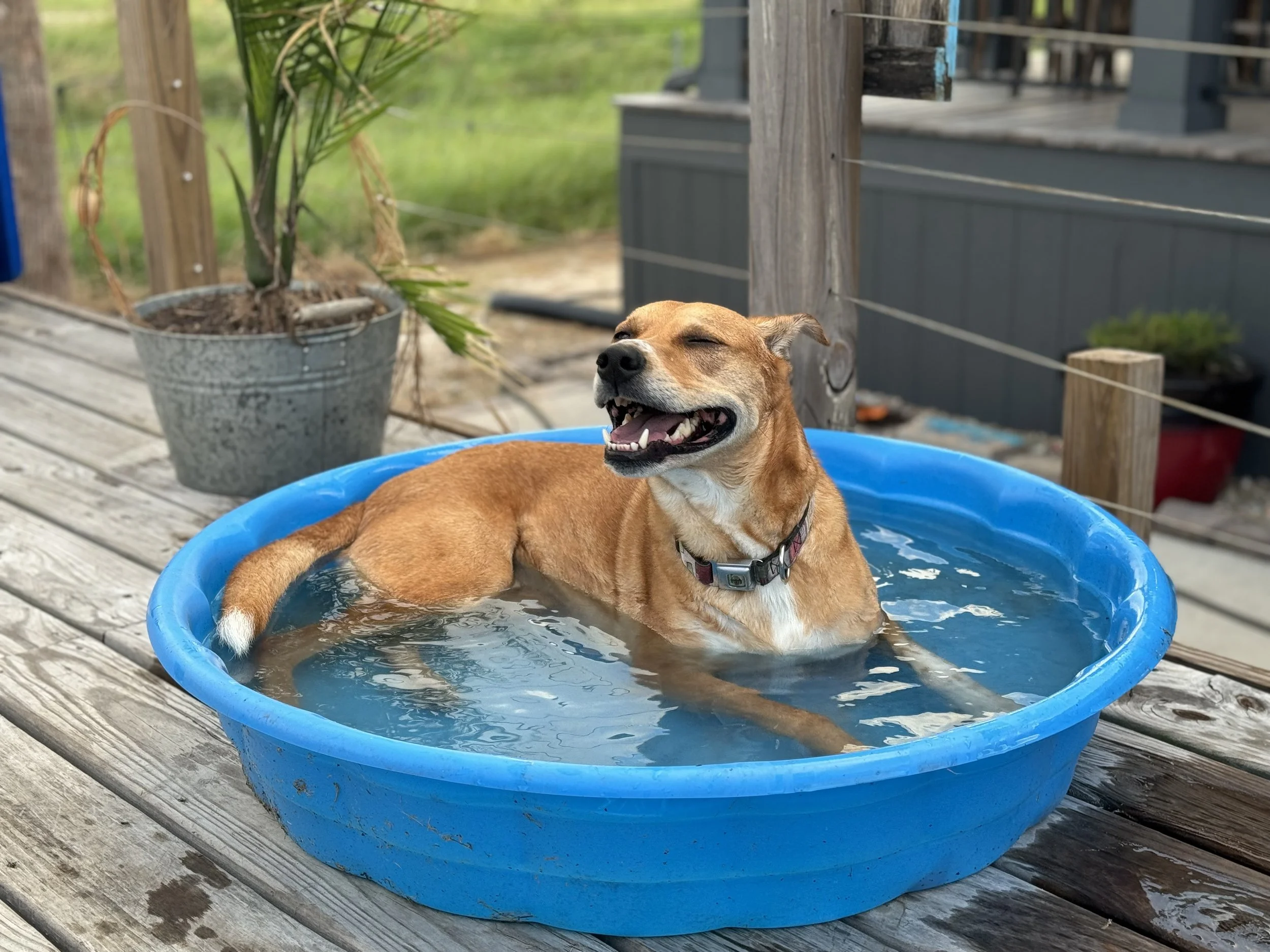 A happy brown dog relaxing in a blue plastic kiddie pool on a wooden deck, with a background of a potted plant and a wooden railing.