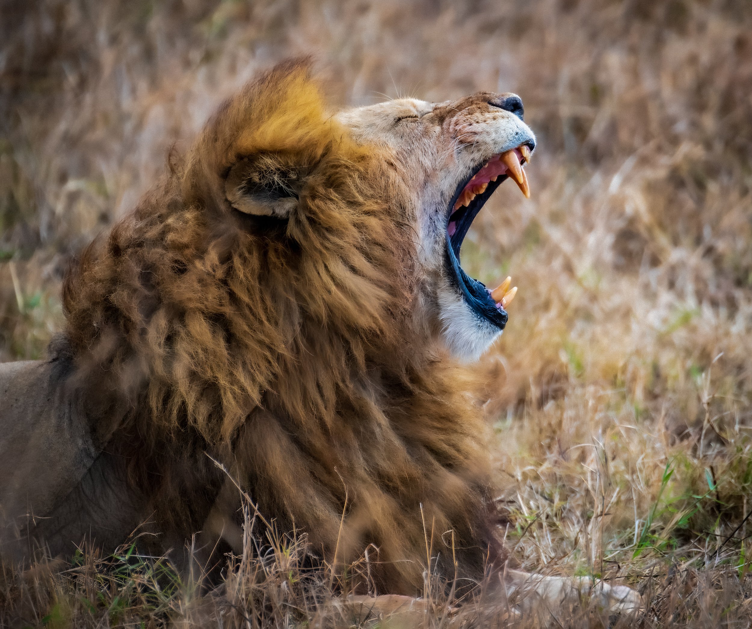 africa wildlife-10.jpg