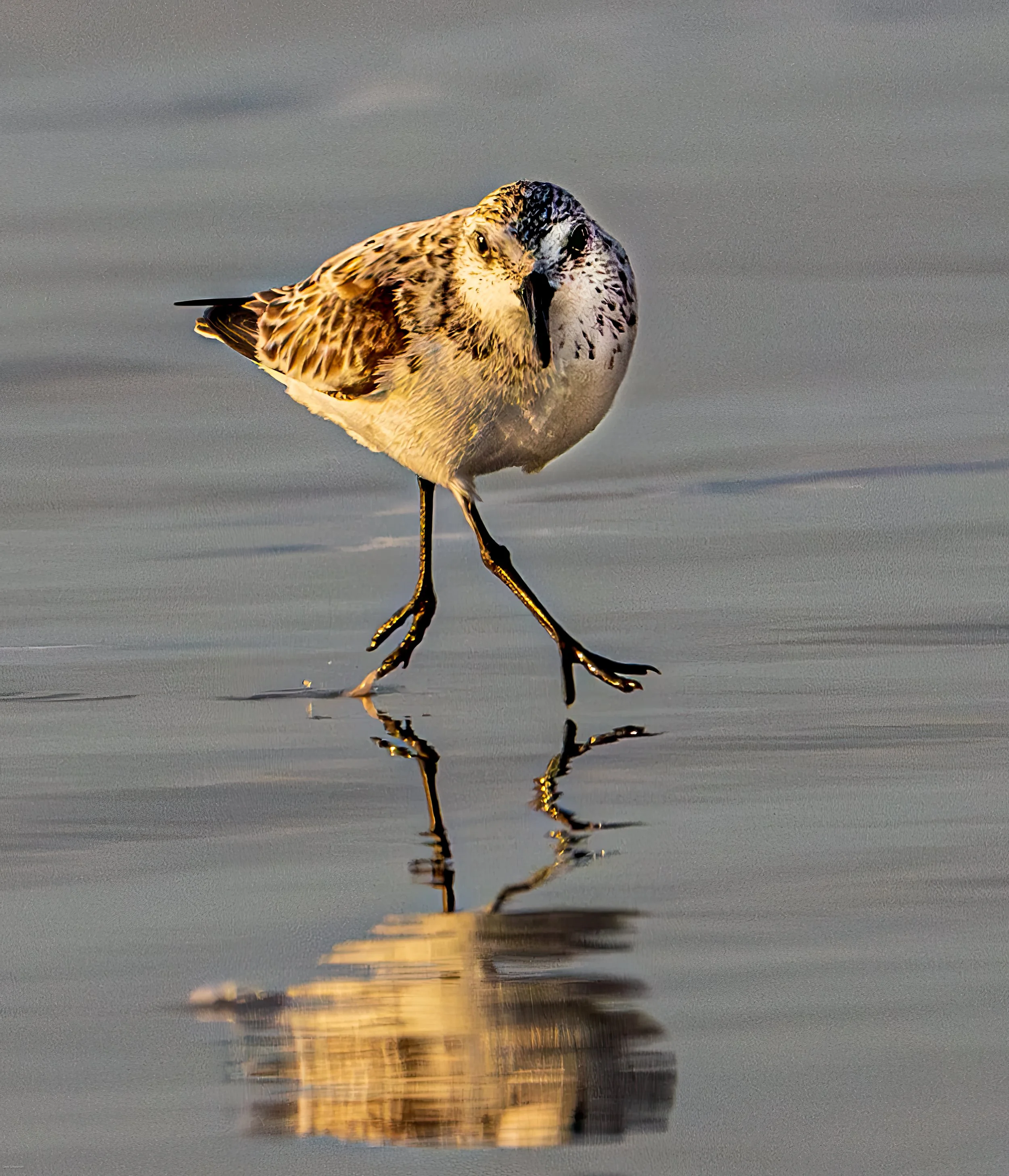 sandpiper-1.jpg
