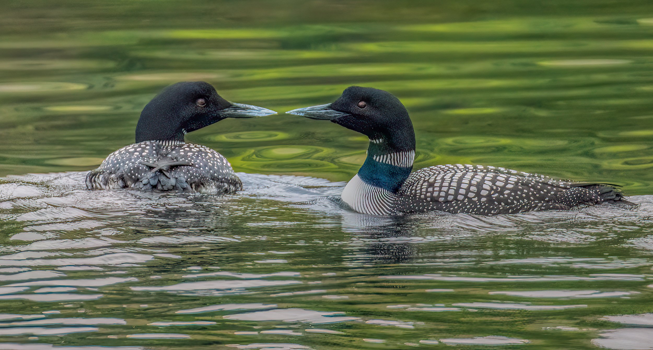 birds loons.jpg